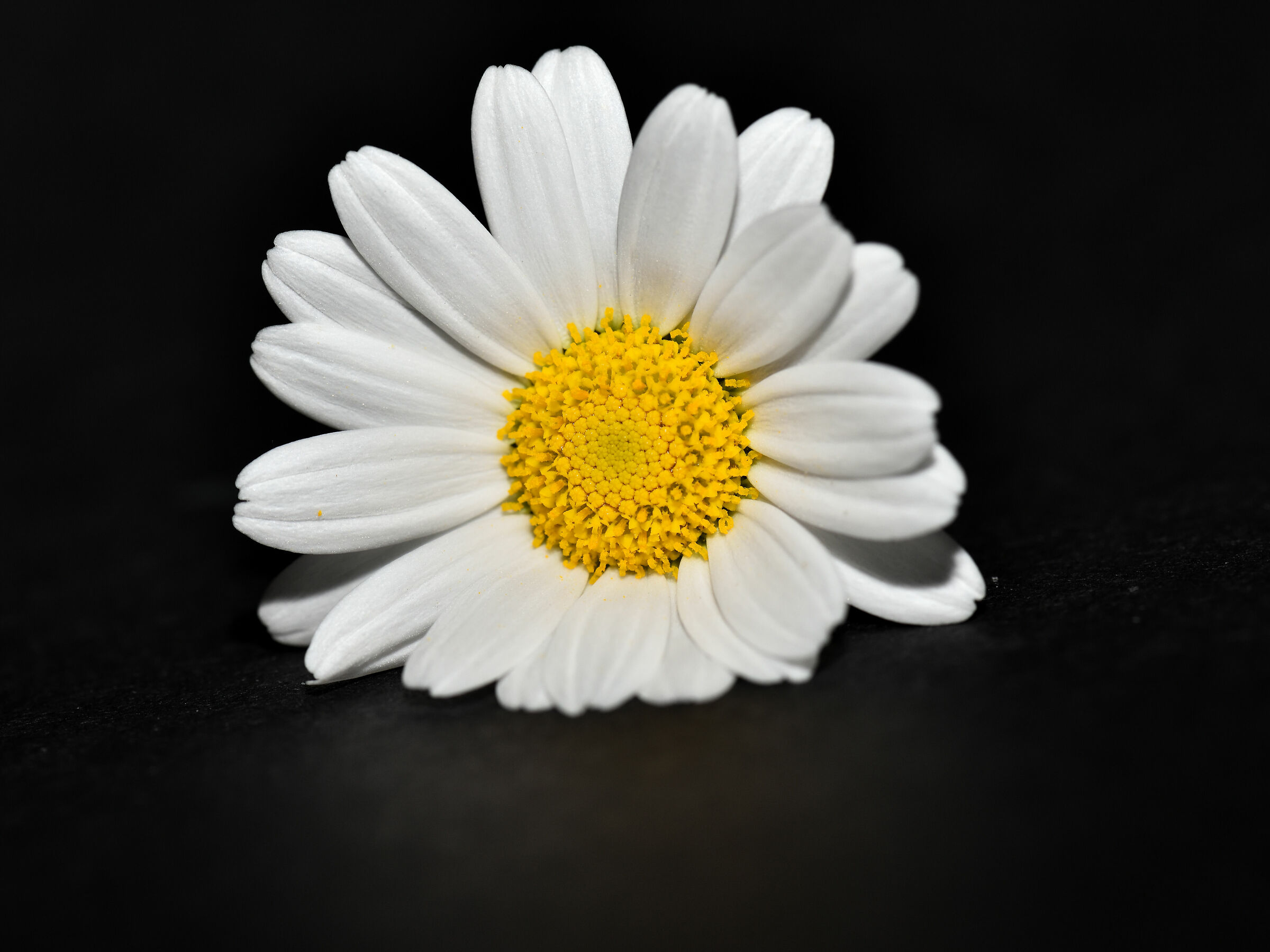 Portrait of a Daisy...