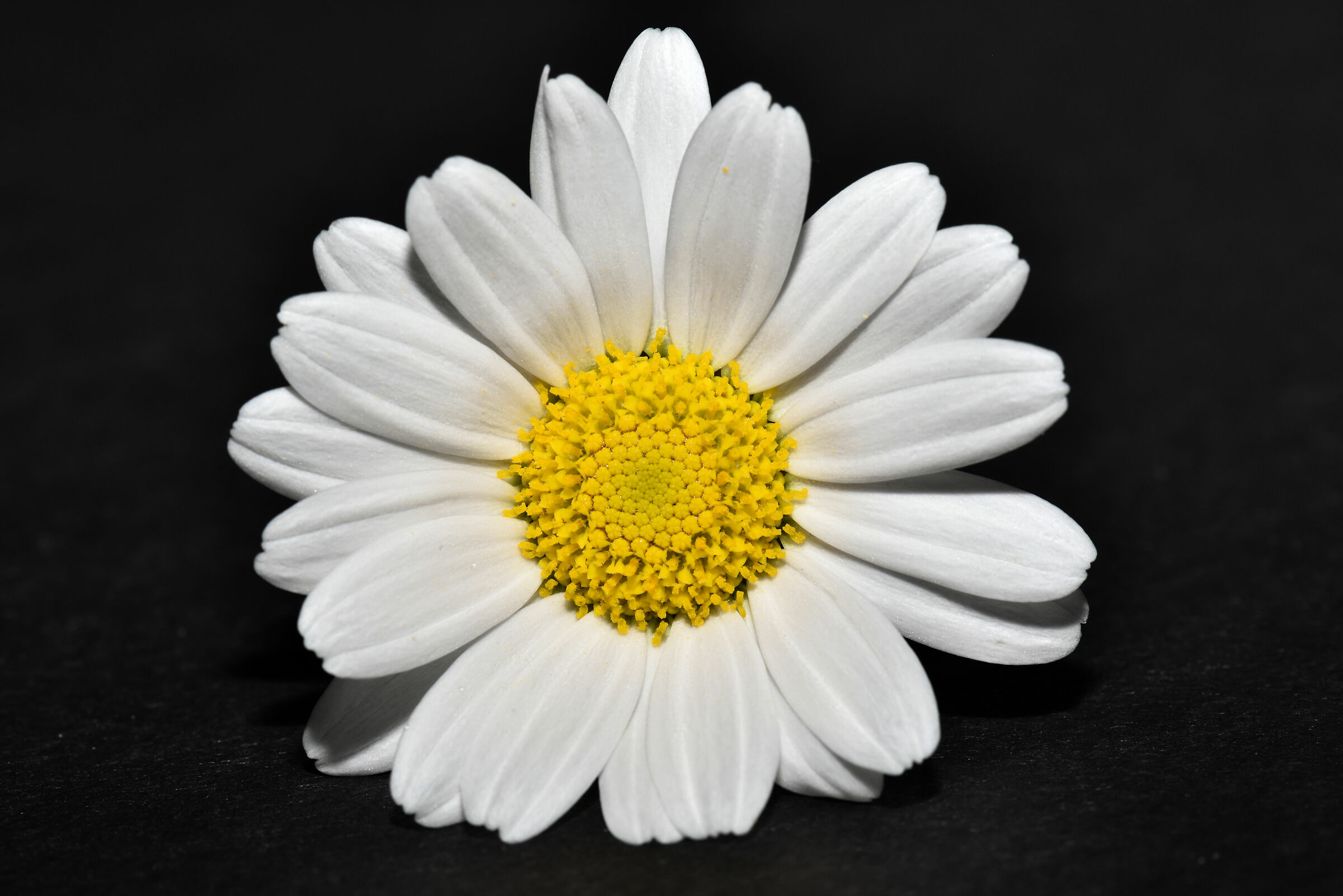 Portrait of a Daisy 2...