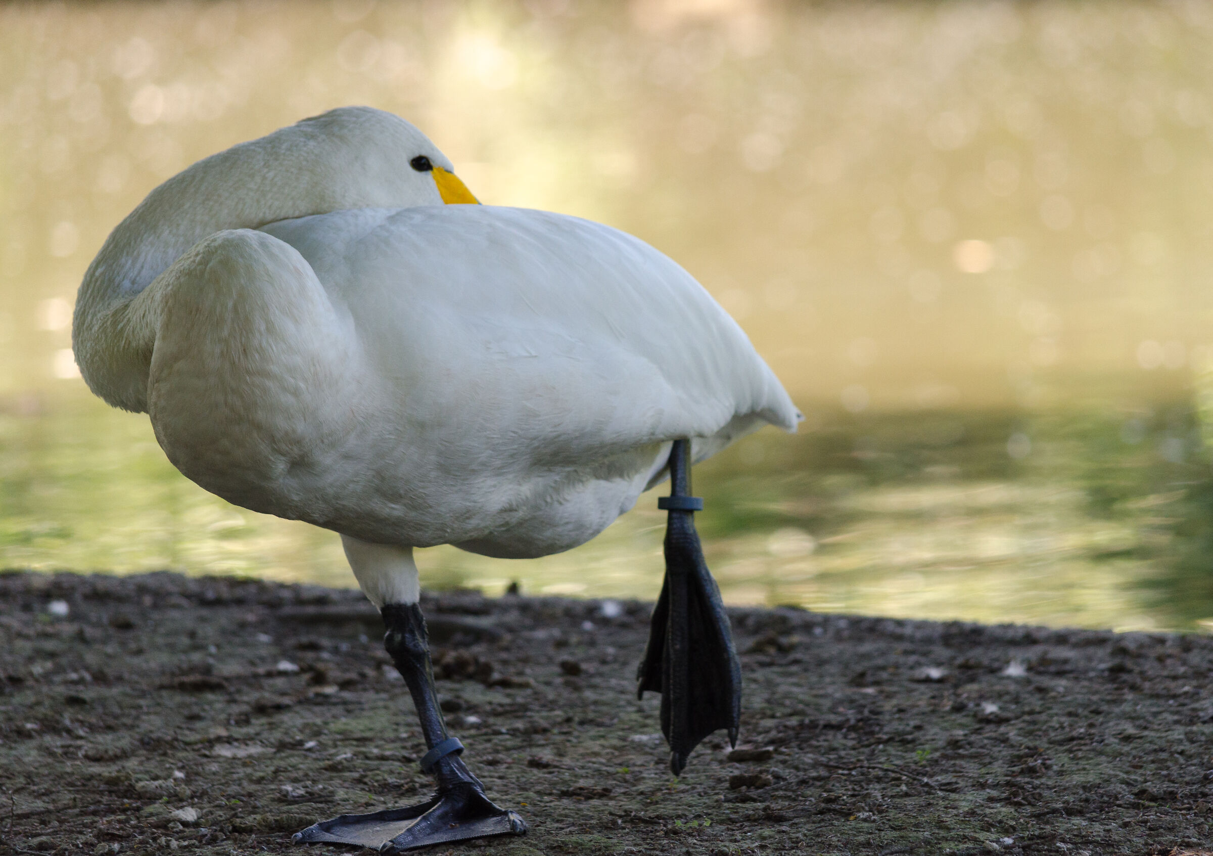 Swan posing...