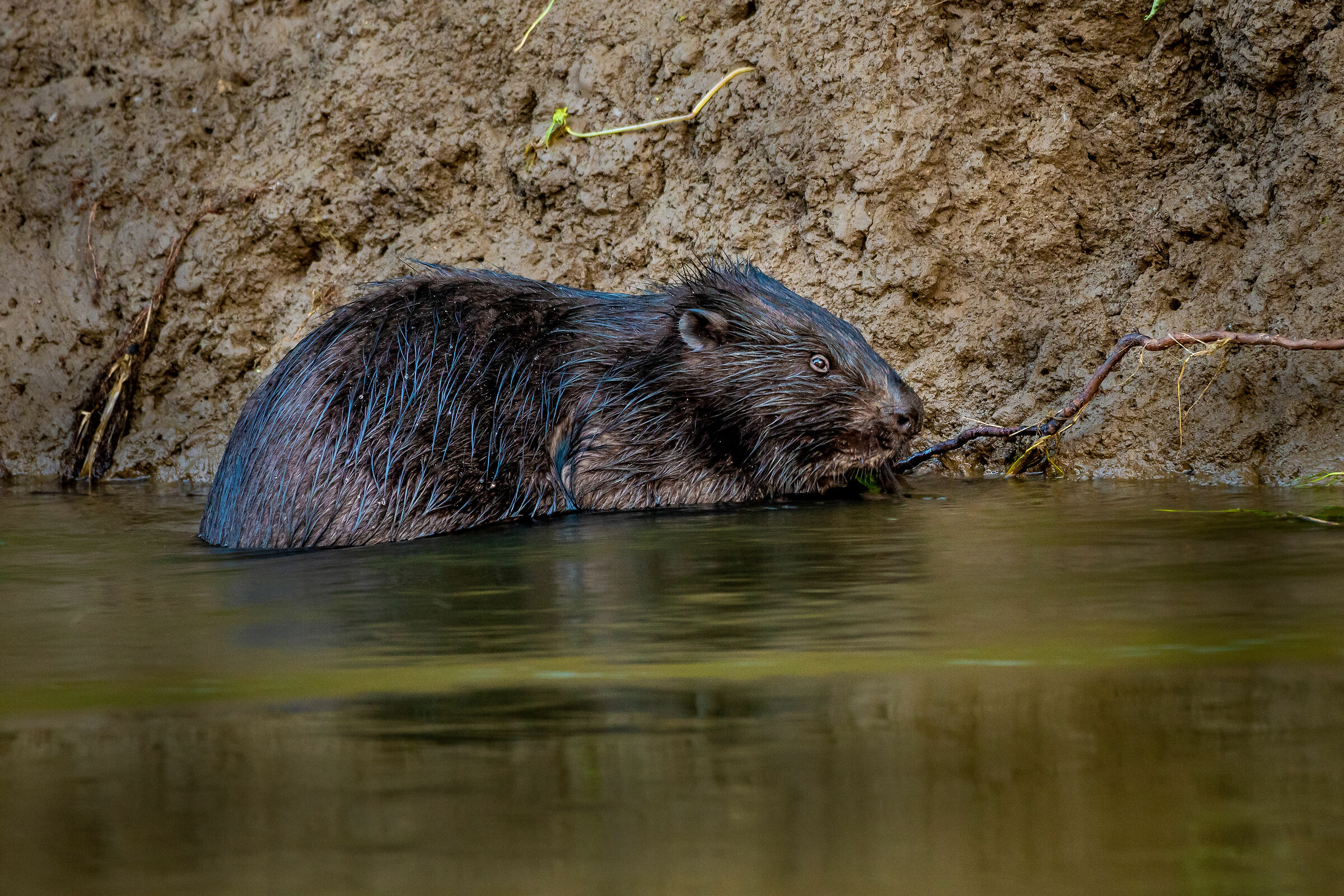 Eurasian beaver (Castor fiber)...