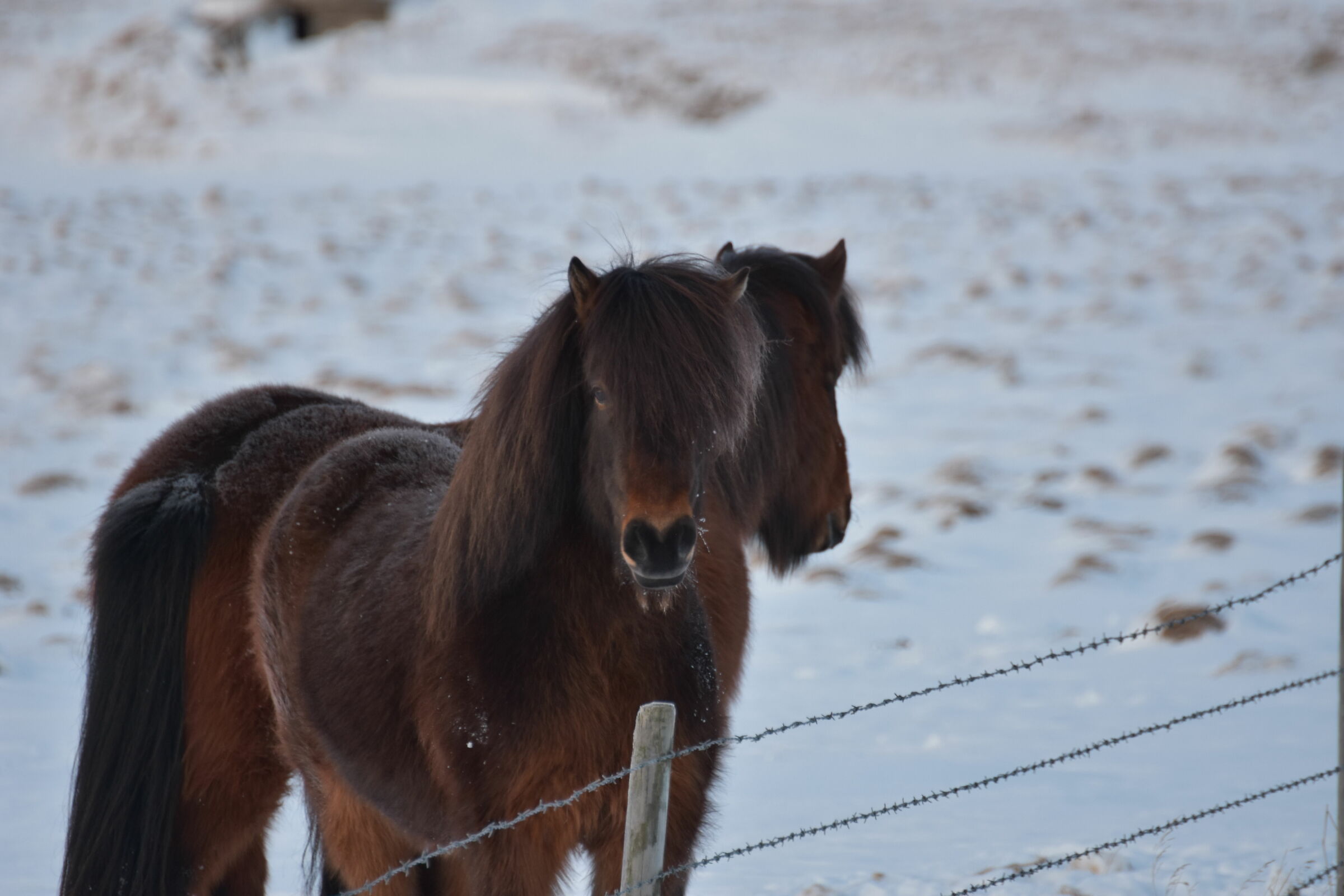 Icelandic horse...