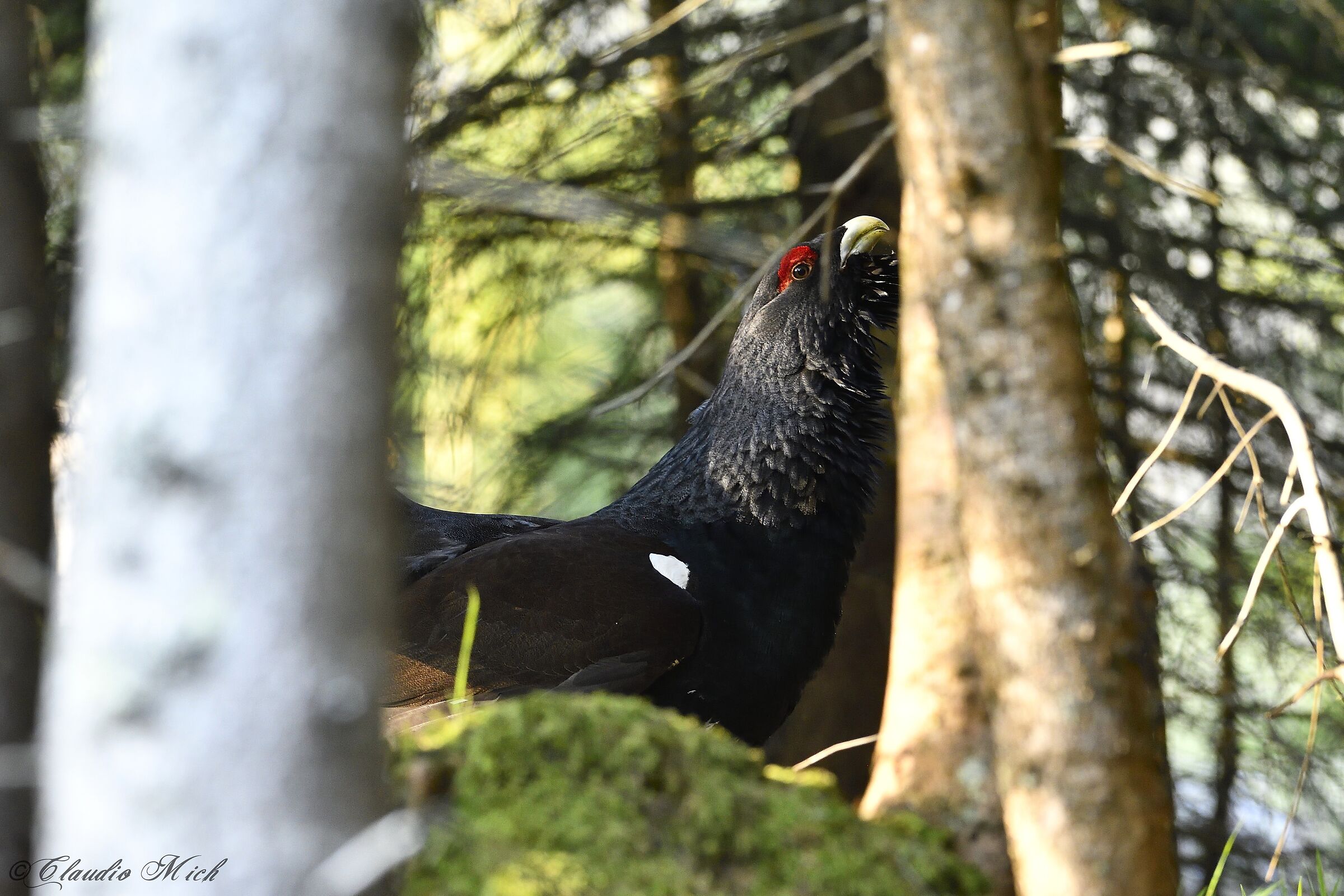 First lights on the Capercaillie ...