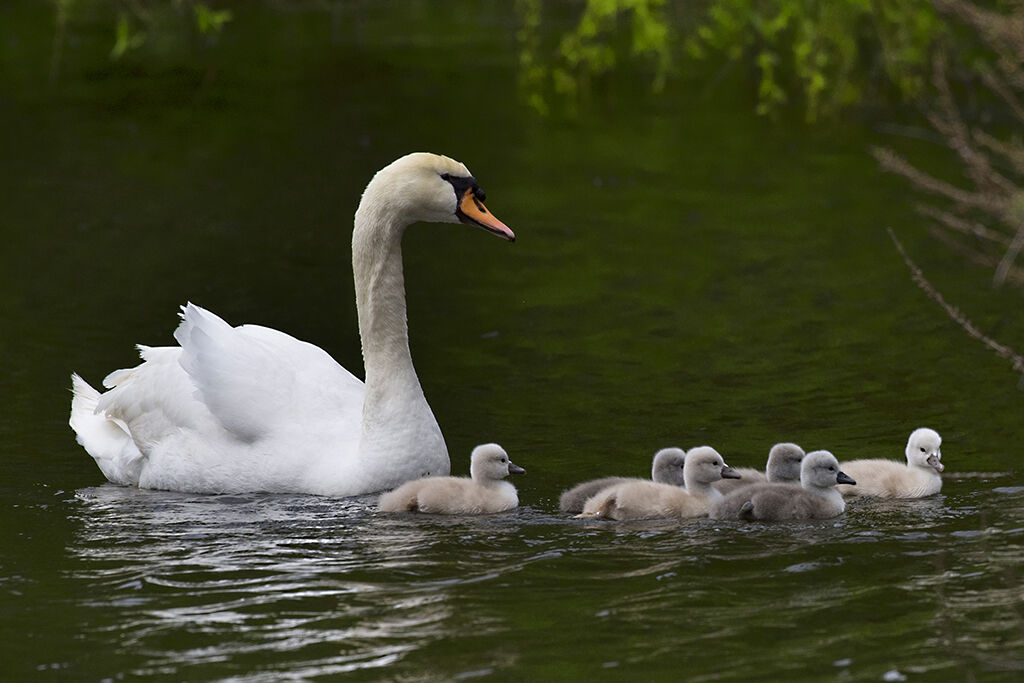 Swan with Offspring...