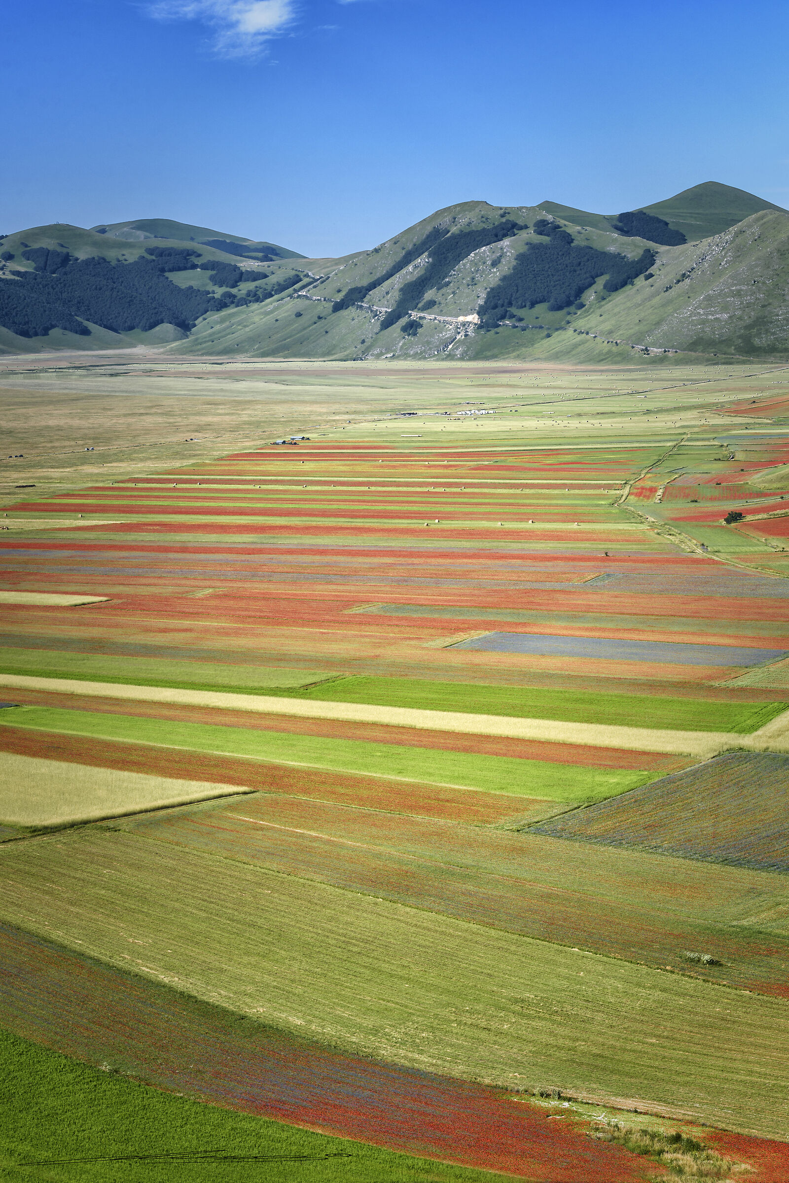 Flowering of Castelluccio July 2018...