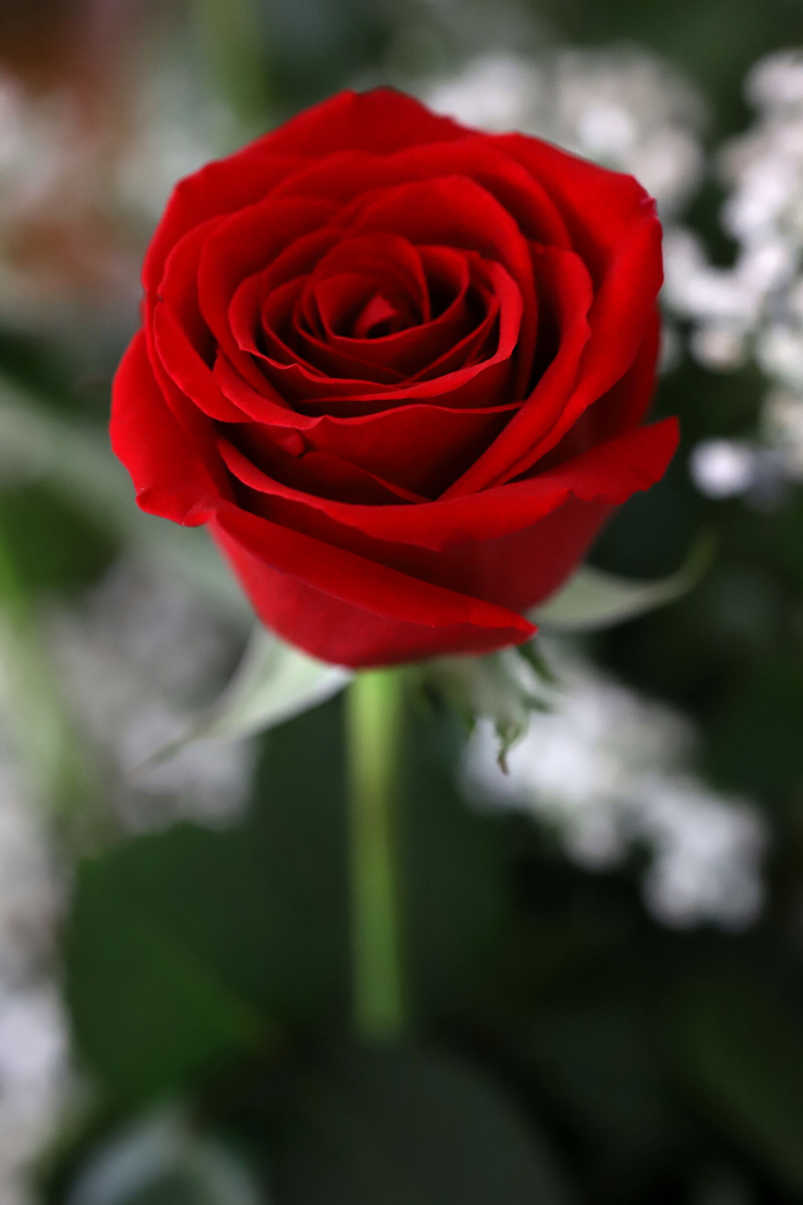 La rosa dell'amore...