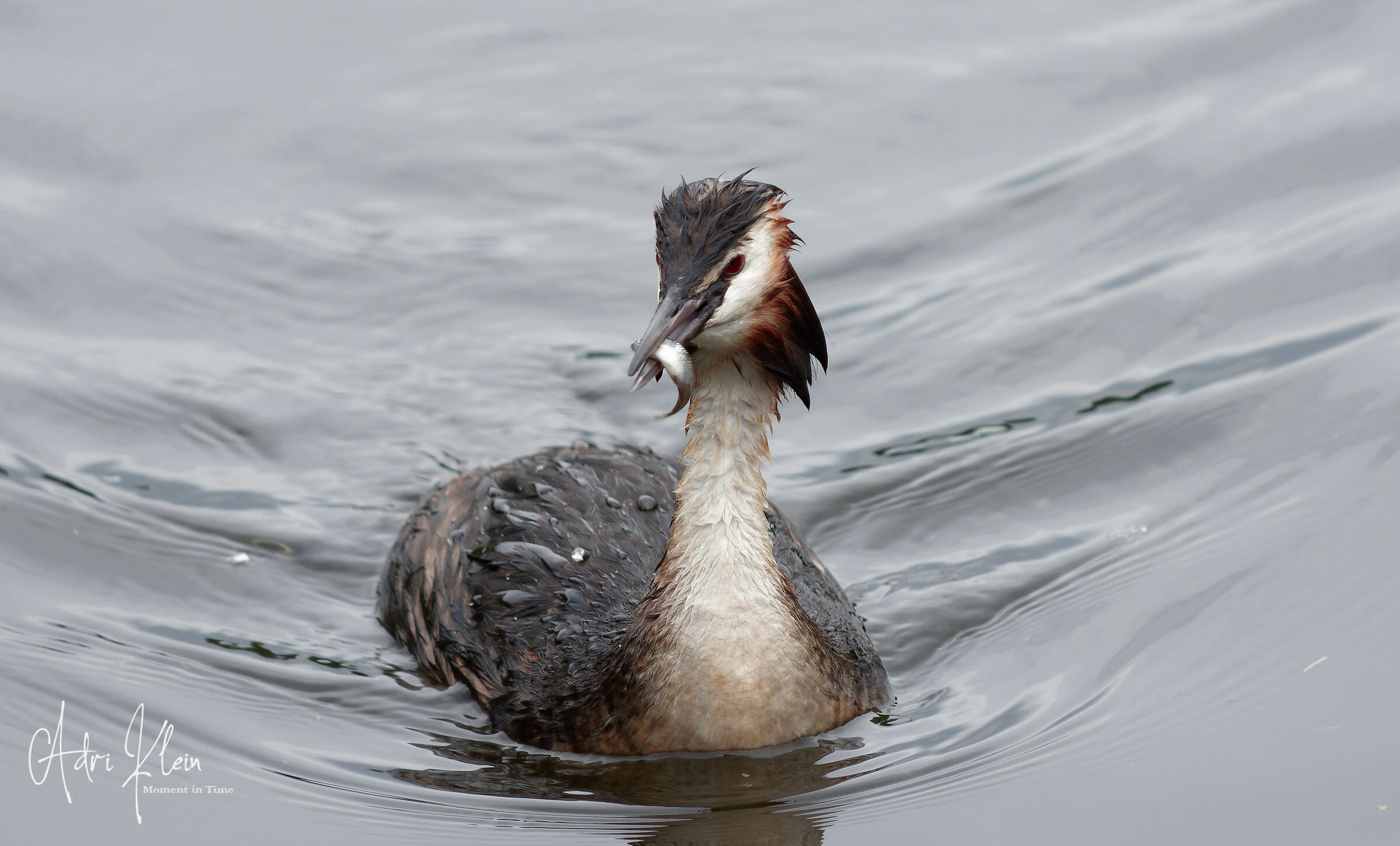 great crested grebe...