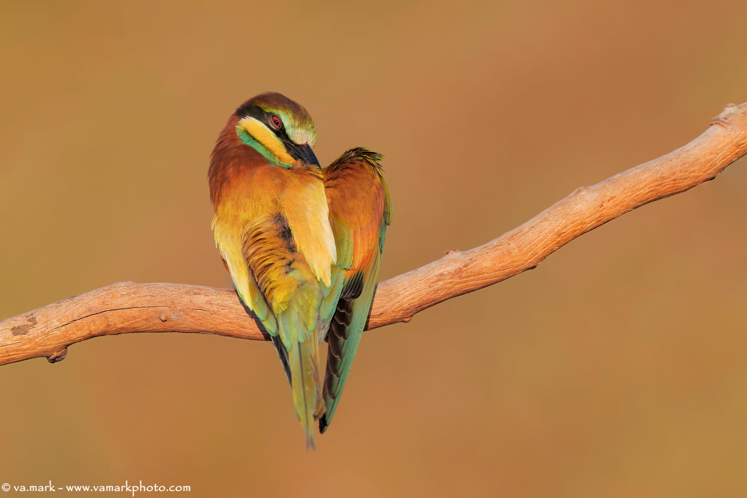 Bee-eater.... Full resolution...