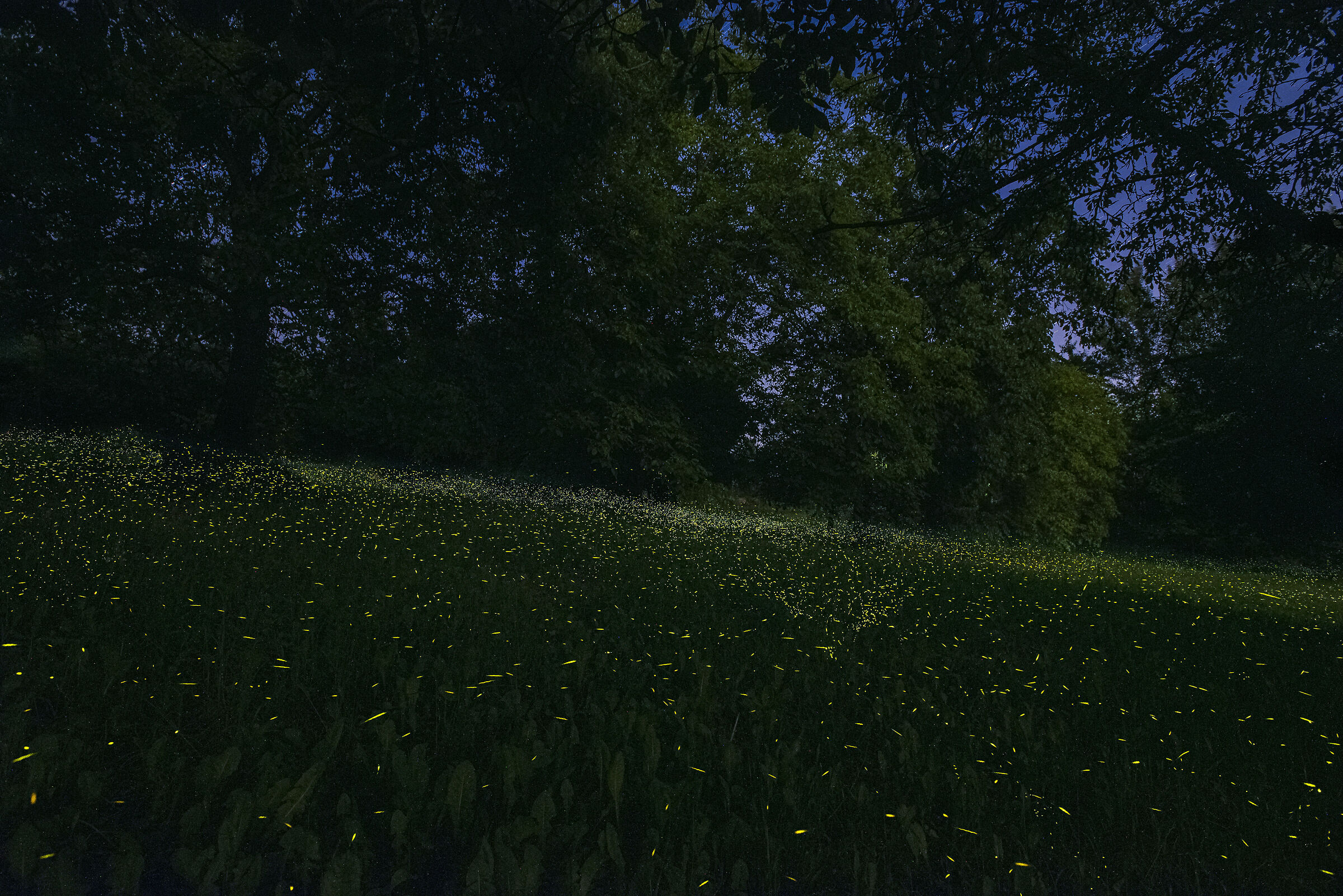 Fireflies in Hill...