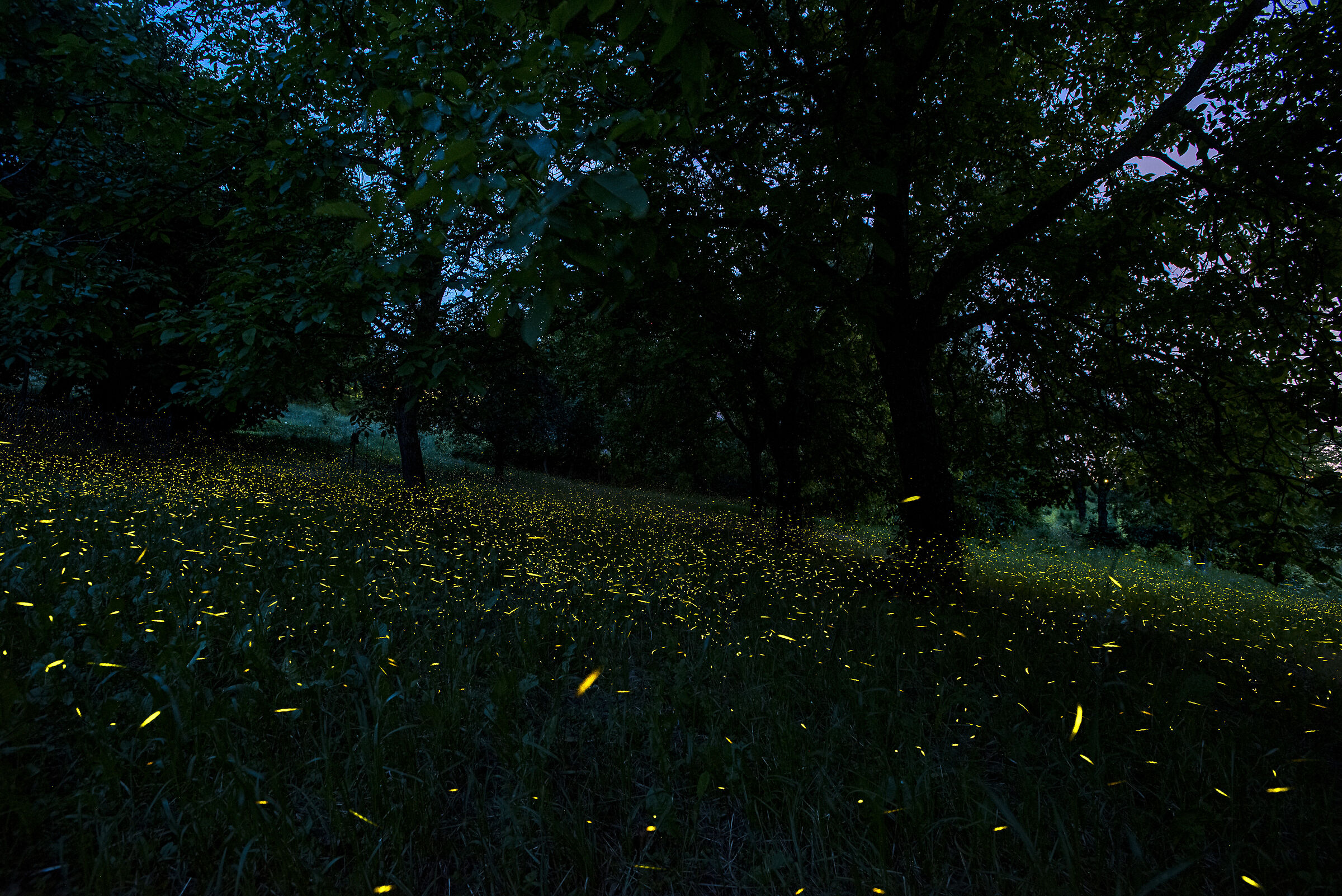 Fireflies in Hill...