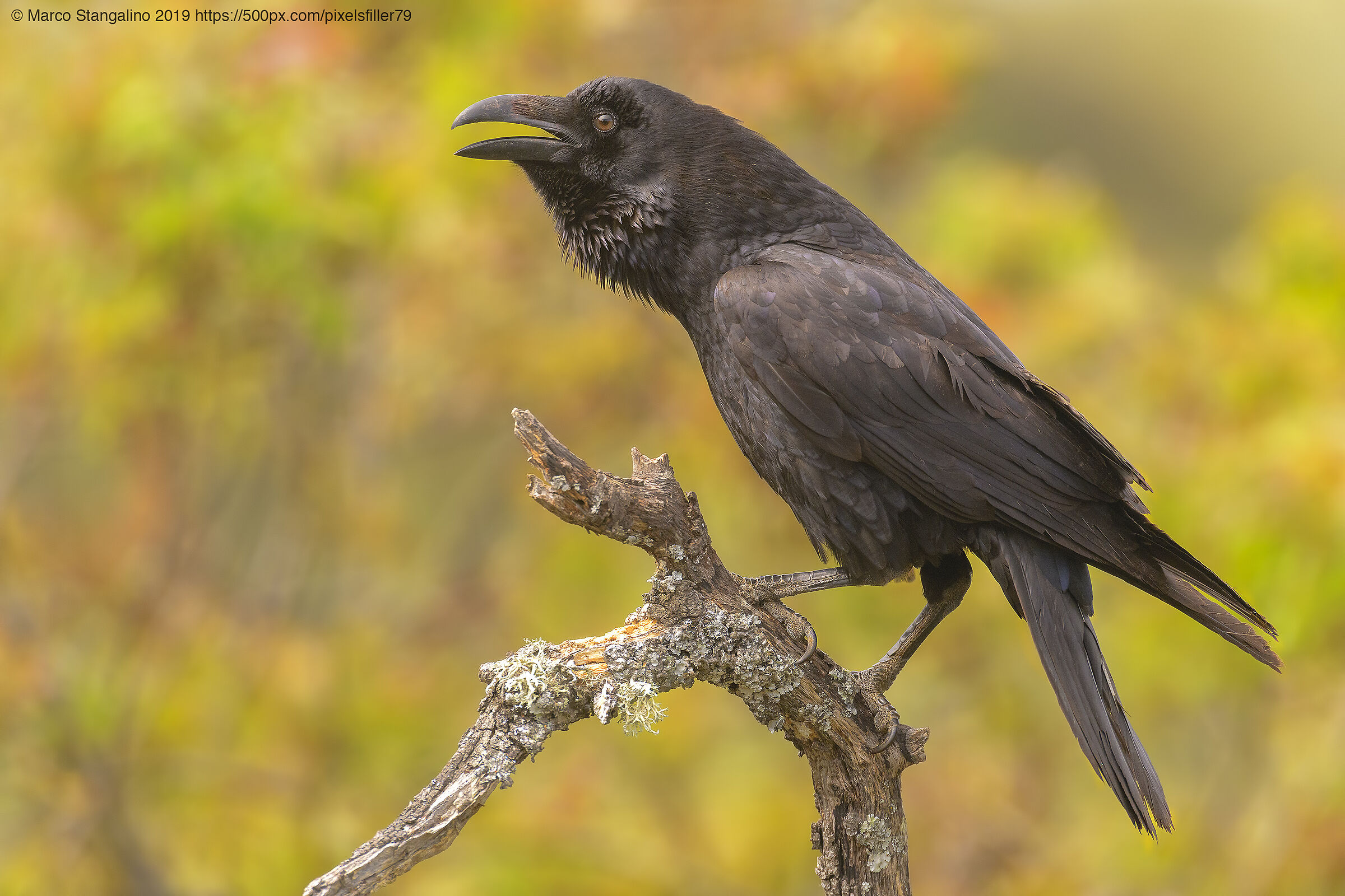 Black Crow.....