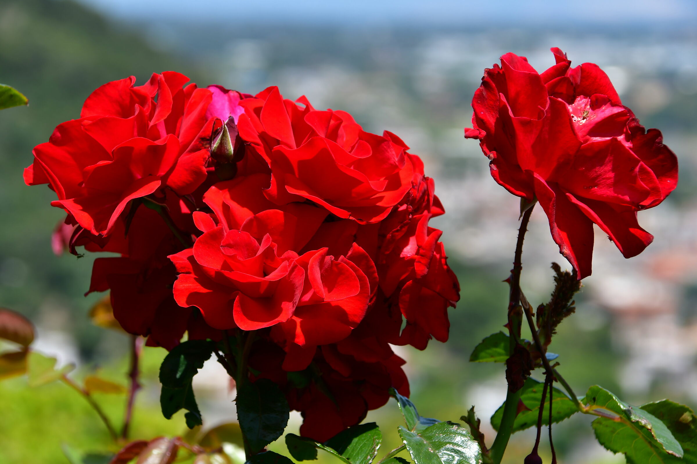 Red roses for you...........