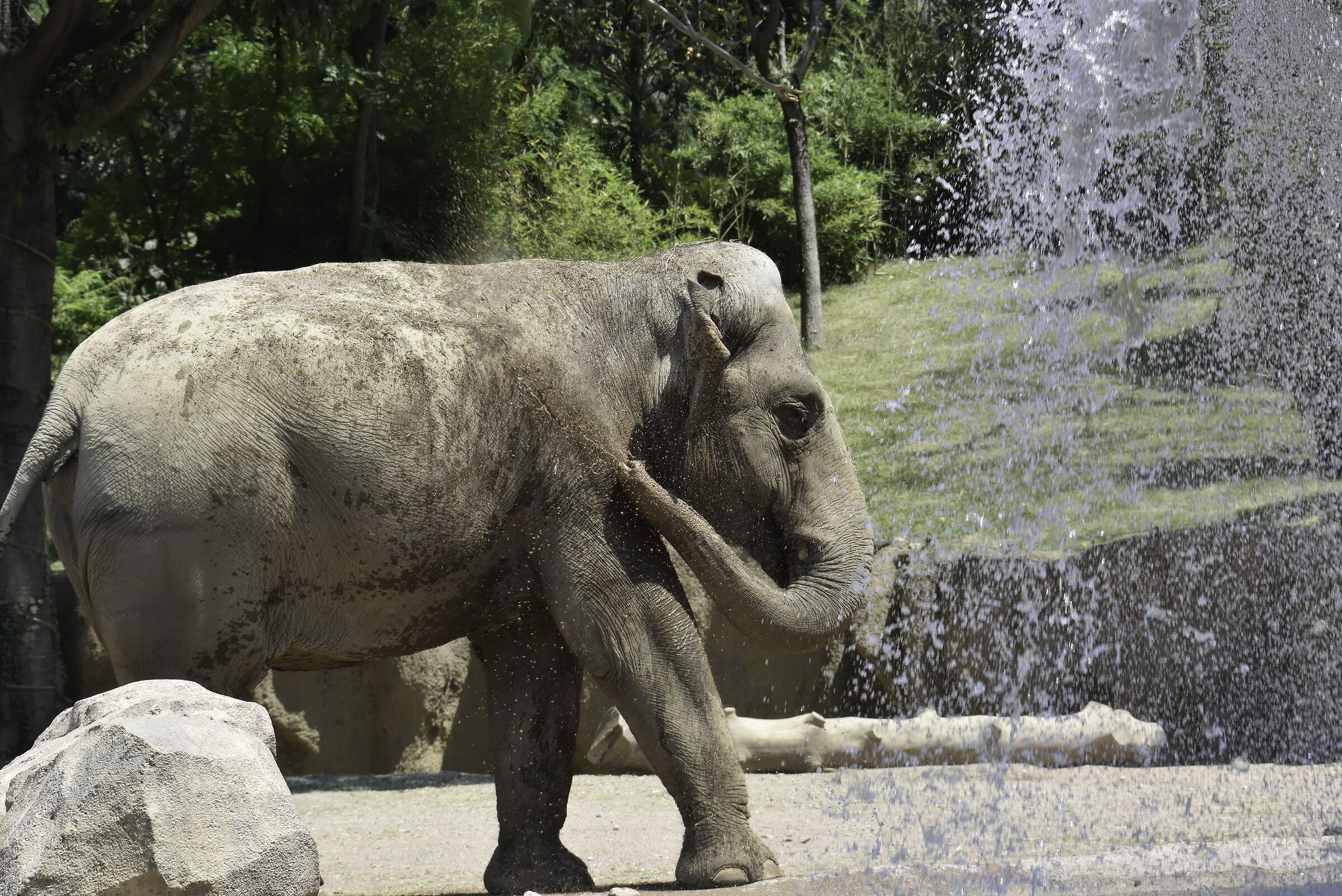 Elephant Washing...