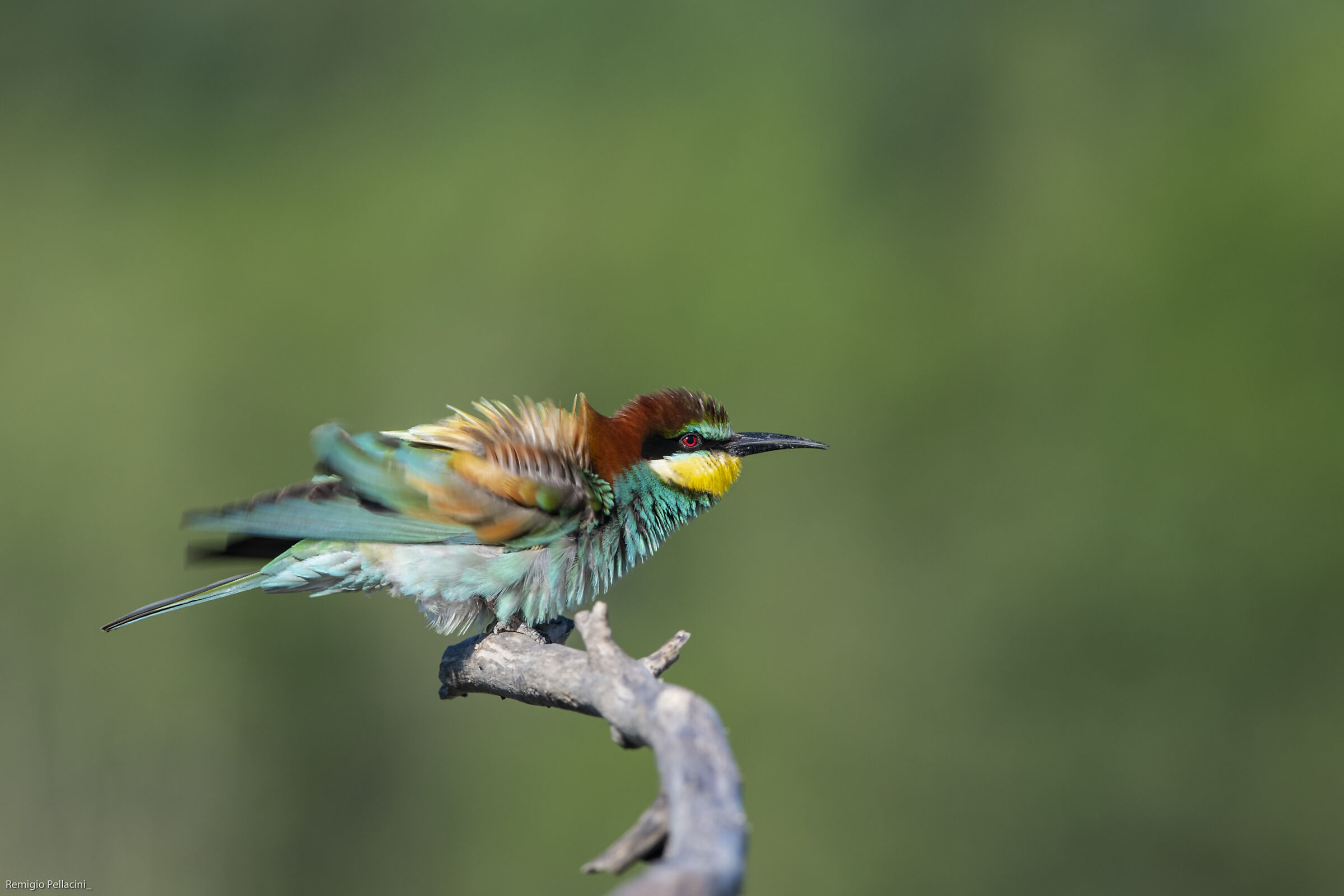 Bee-Eater 2019...