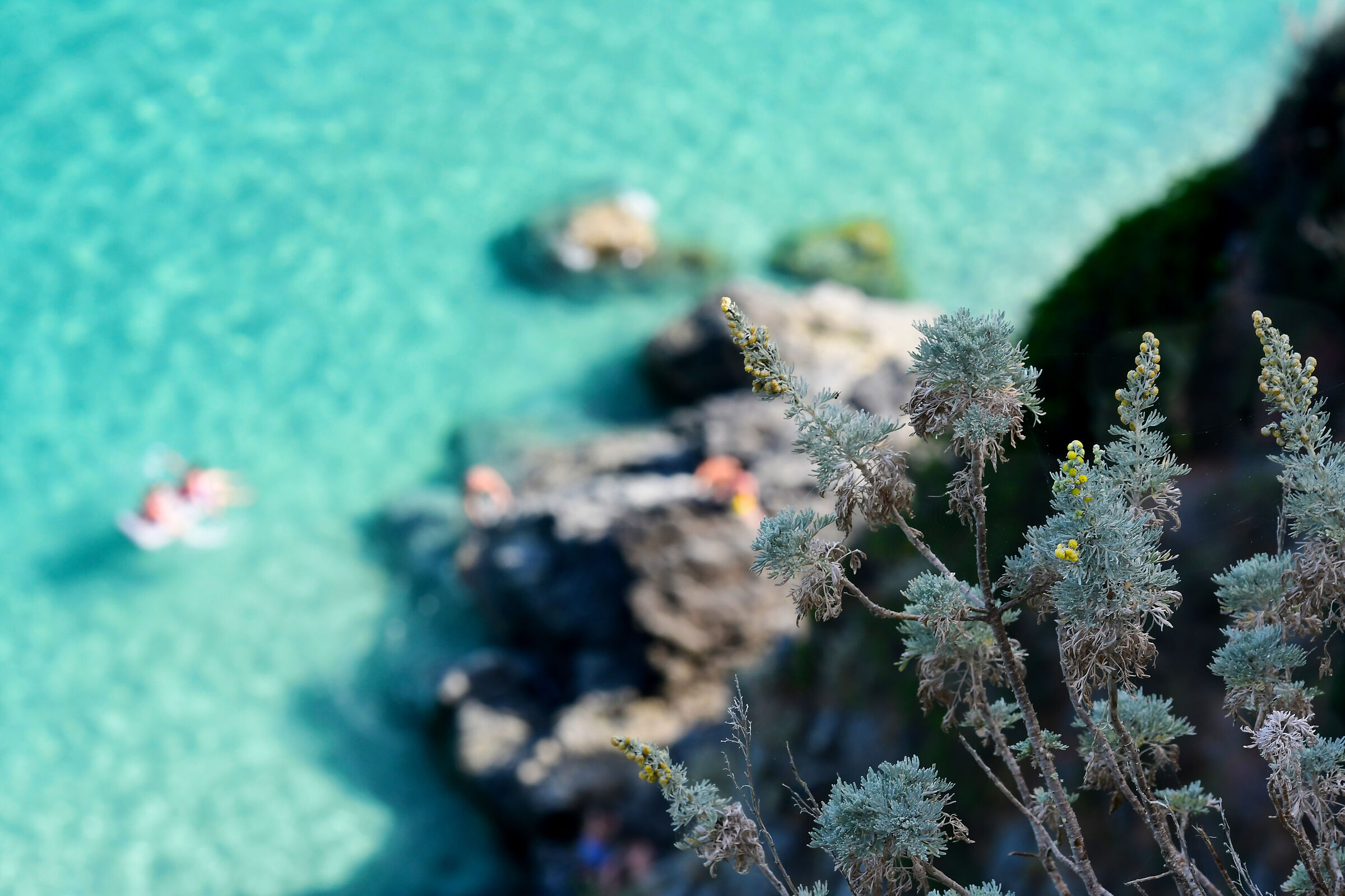 Flowers, sea and more.....