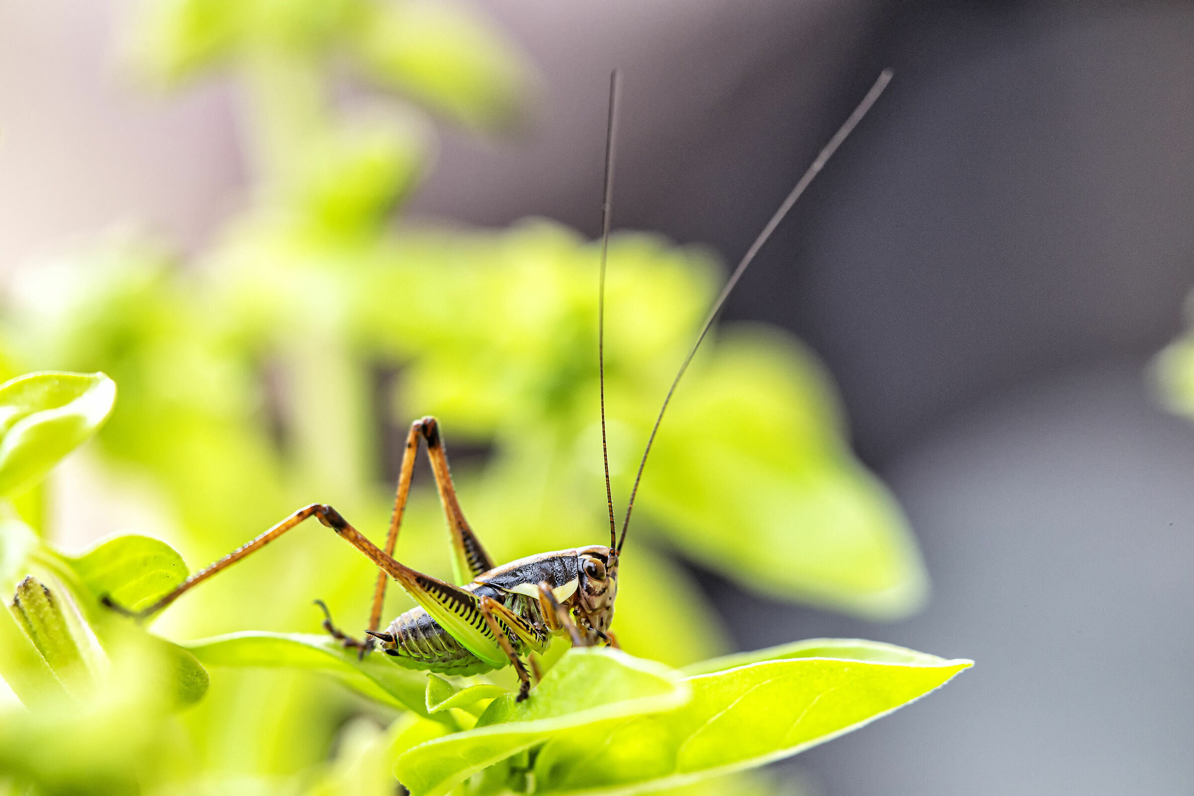 Grasshopper posing on basil...