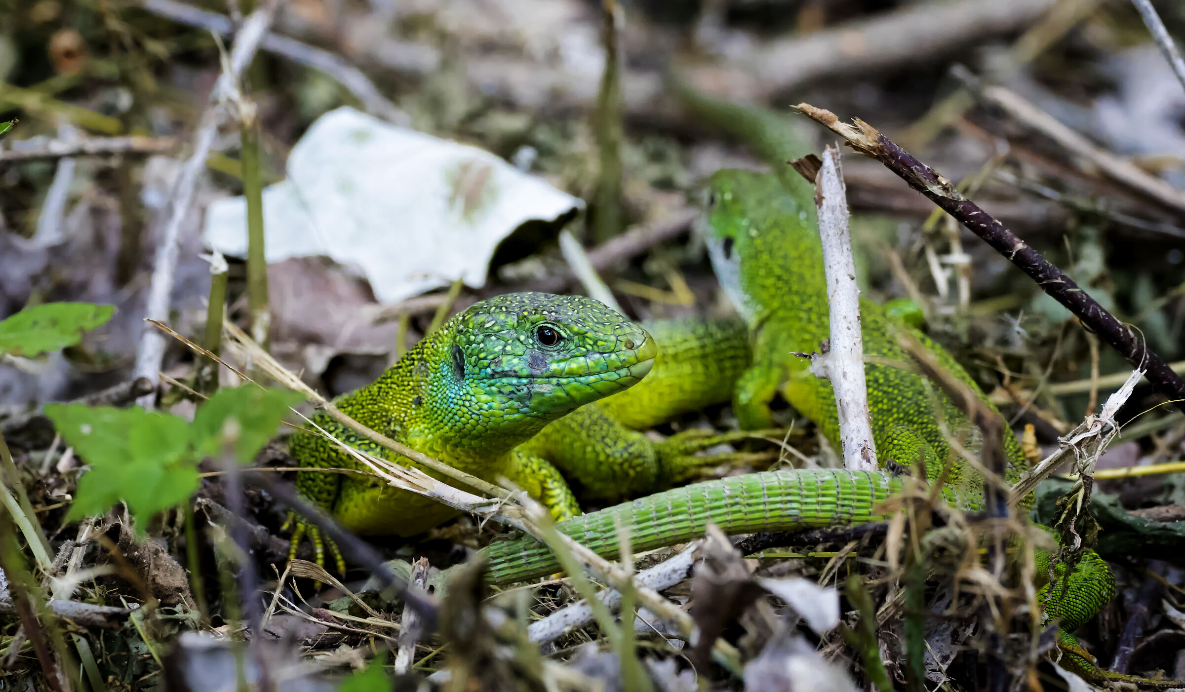 Green Lizards...