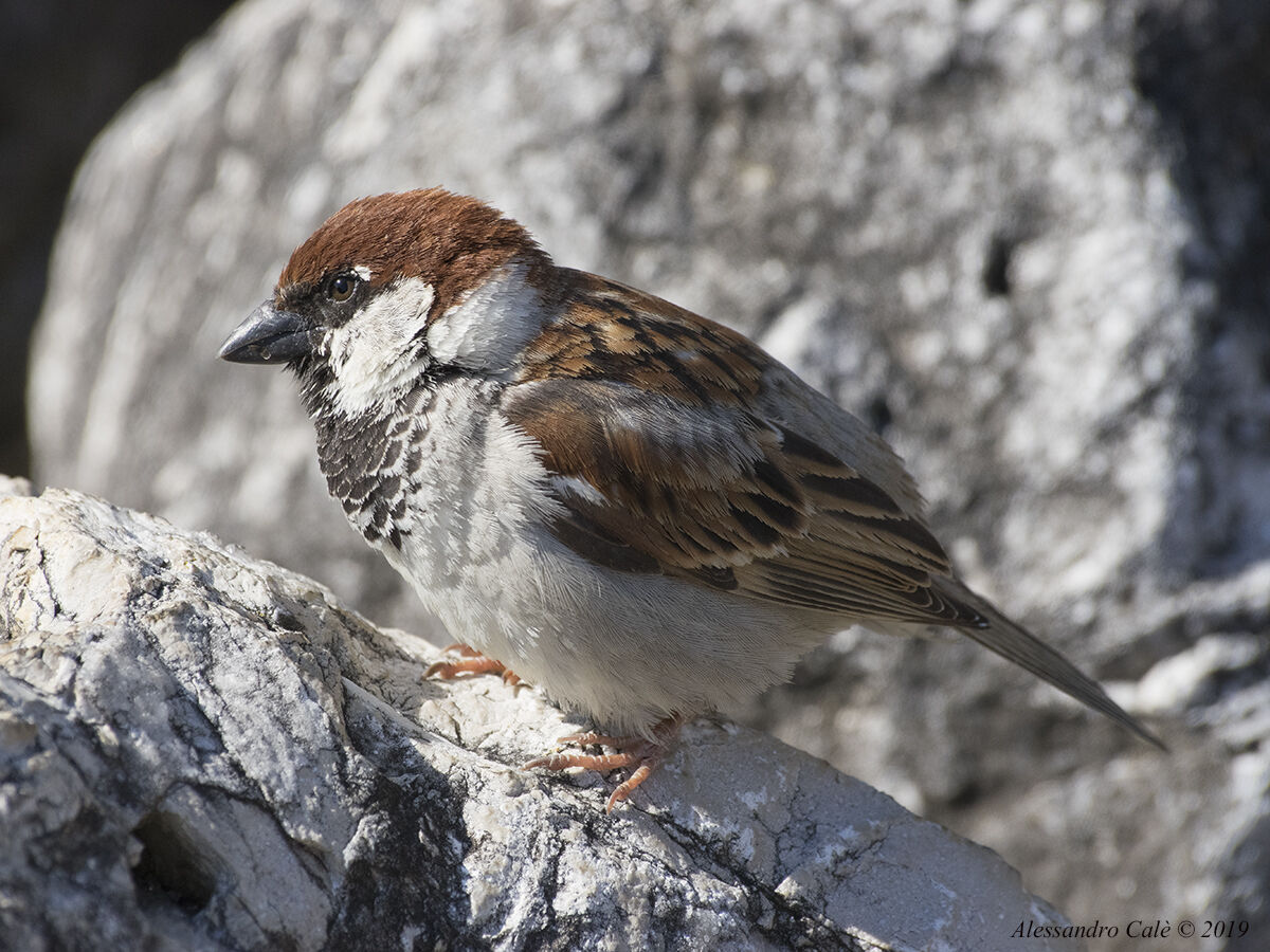 Passer italiae (Sparrow of Italy) 1230...