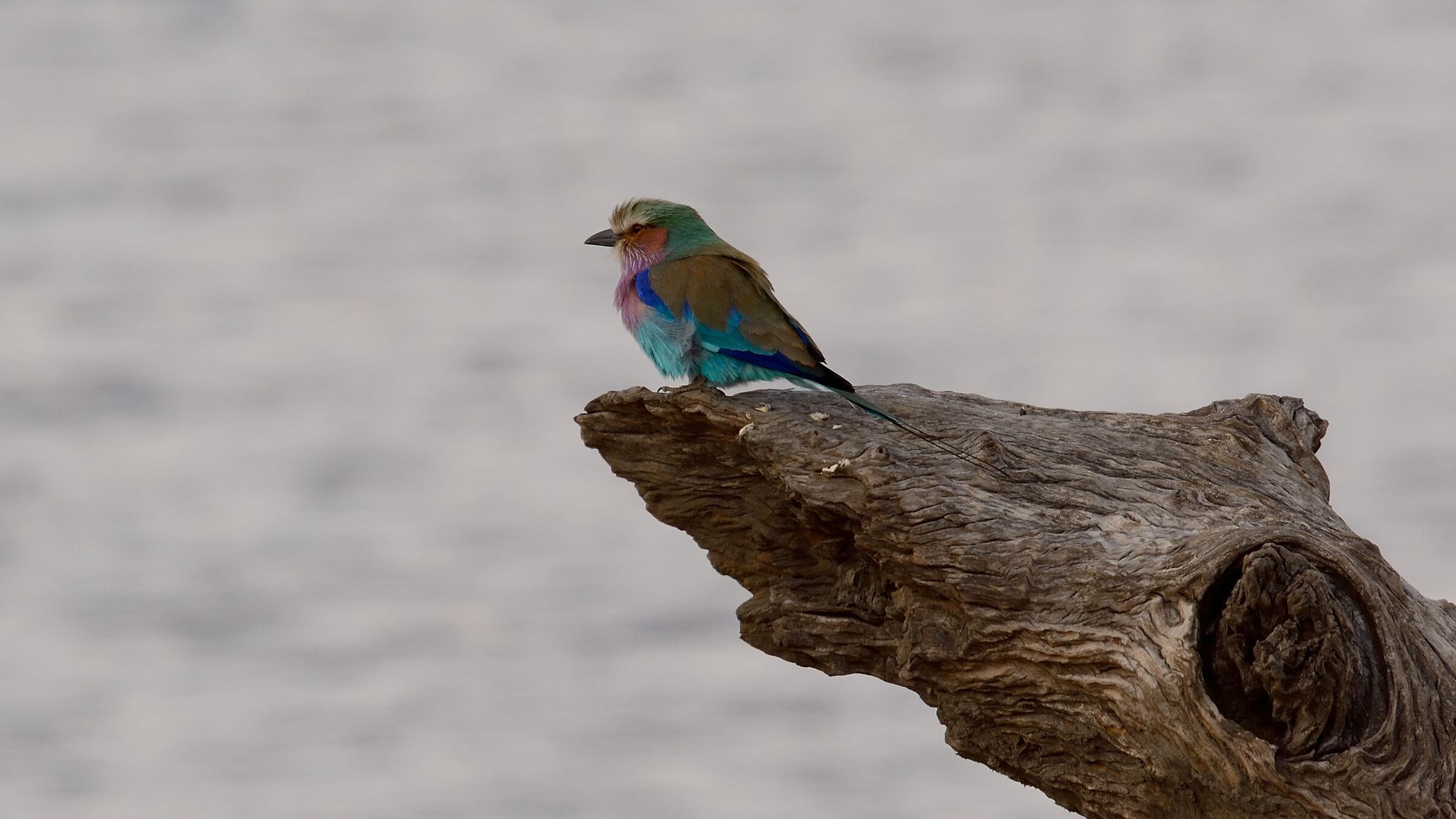 Lilac Breasted Roller...