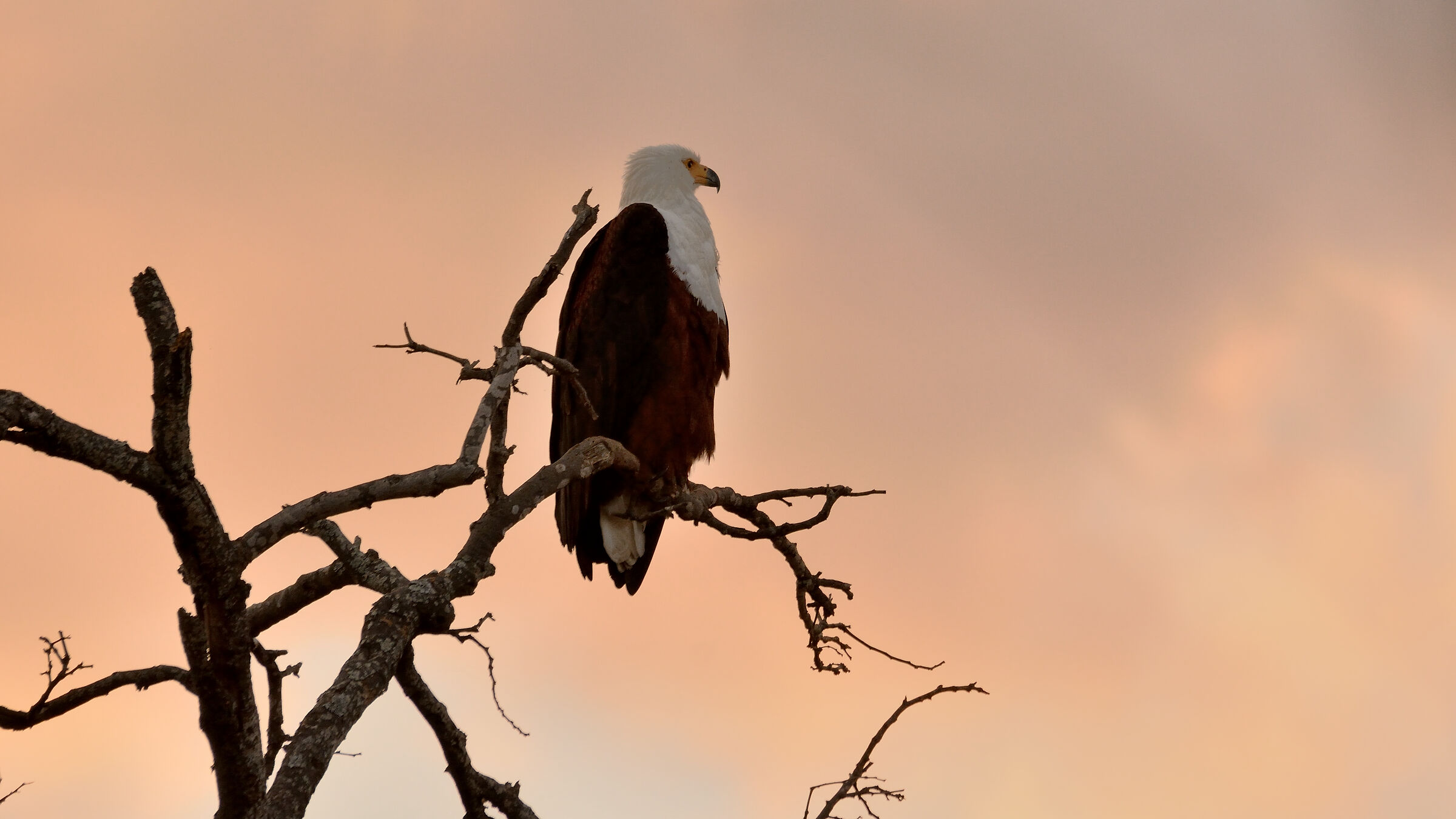 Fish Eagle...