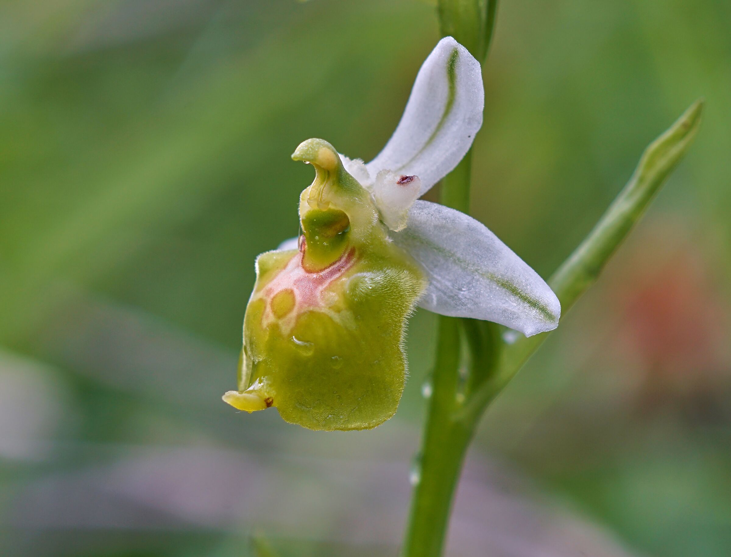 Ophrys holosericea subsp. gracilis (apocromic)...