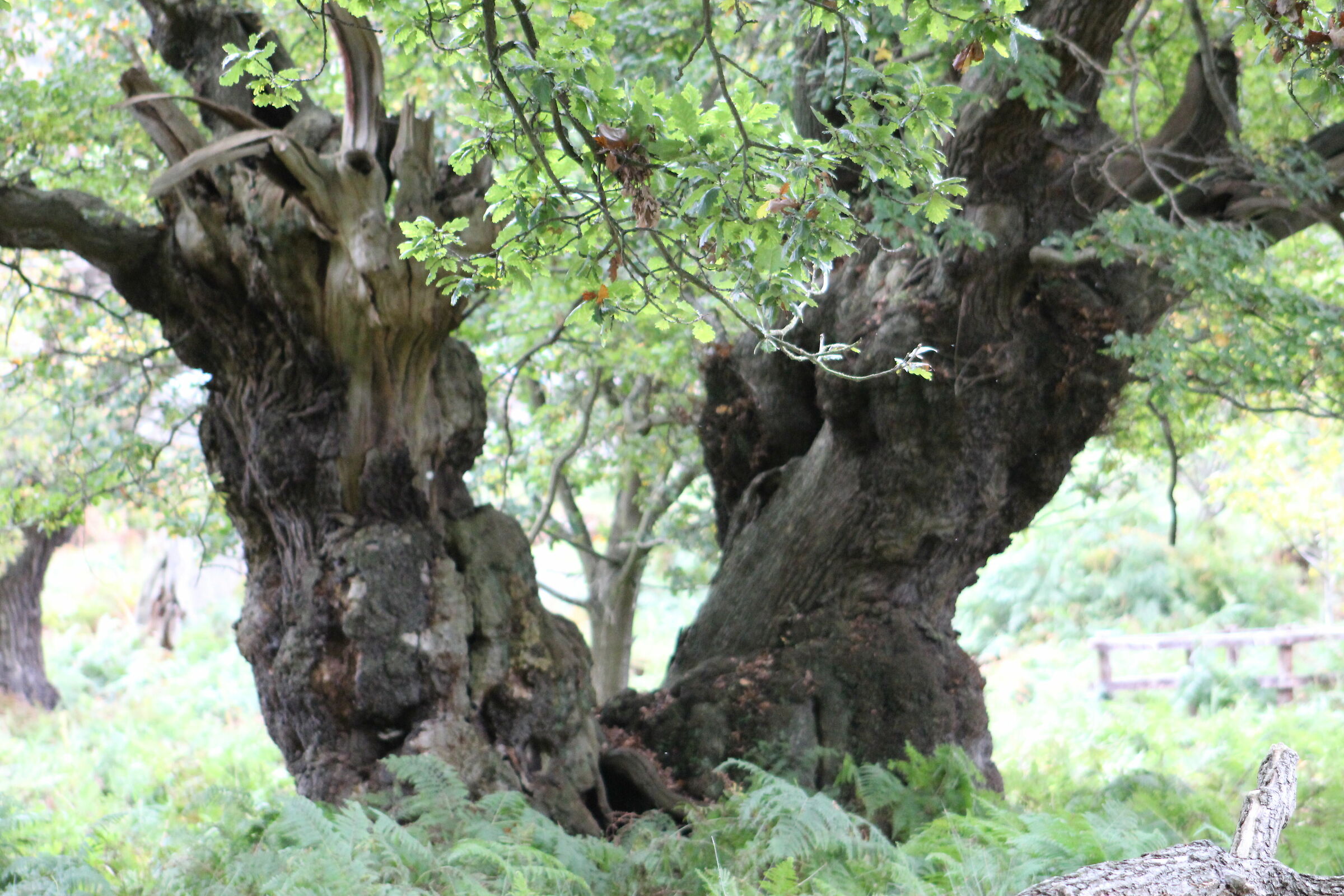 Un vecchio albero di quercia...