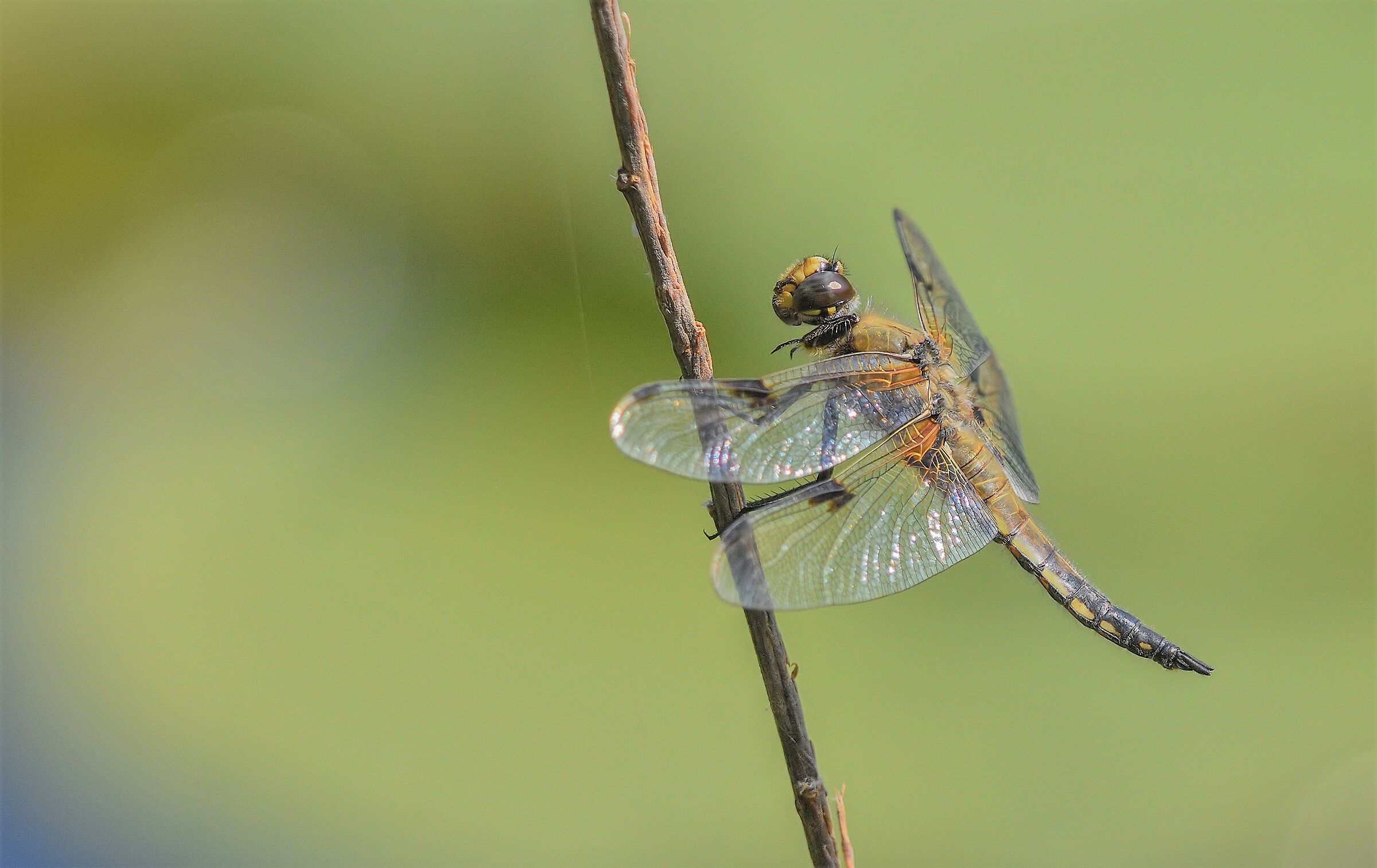 Depressed Dragonfly Female...