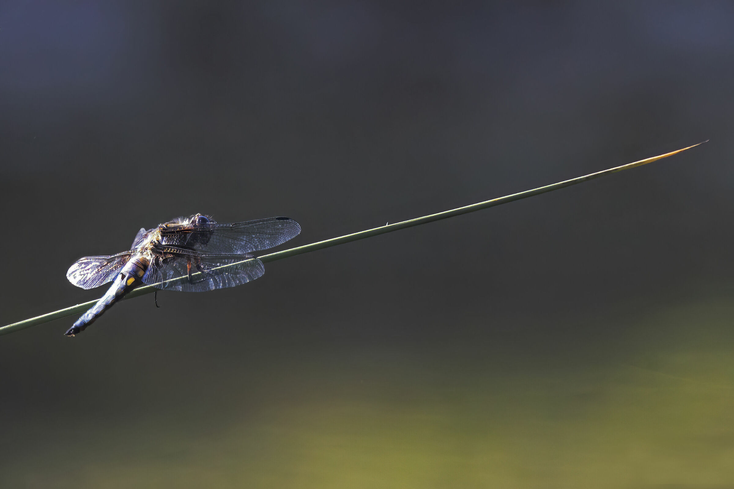 The last Light (depressed dragonfly)...