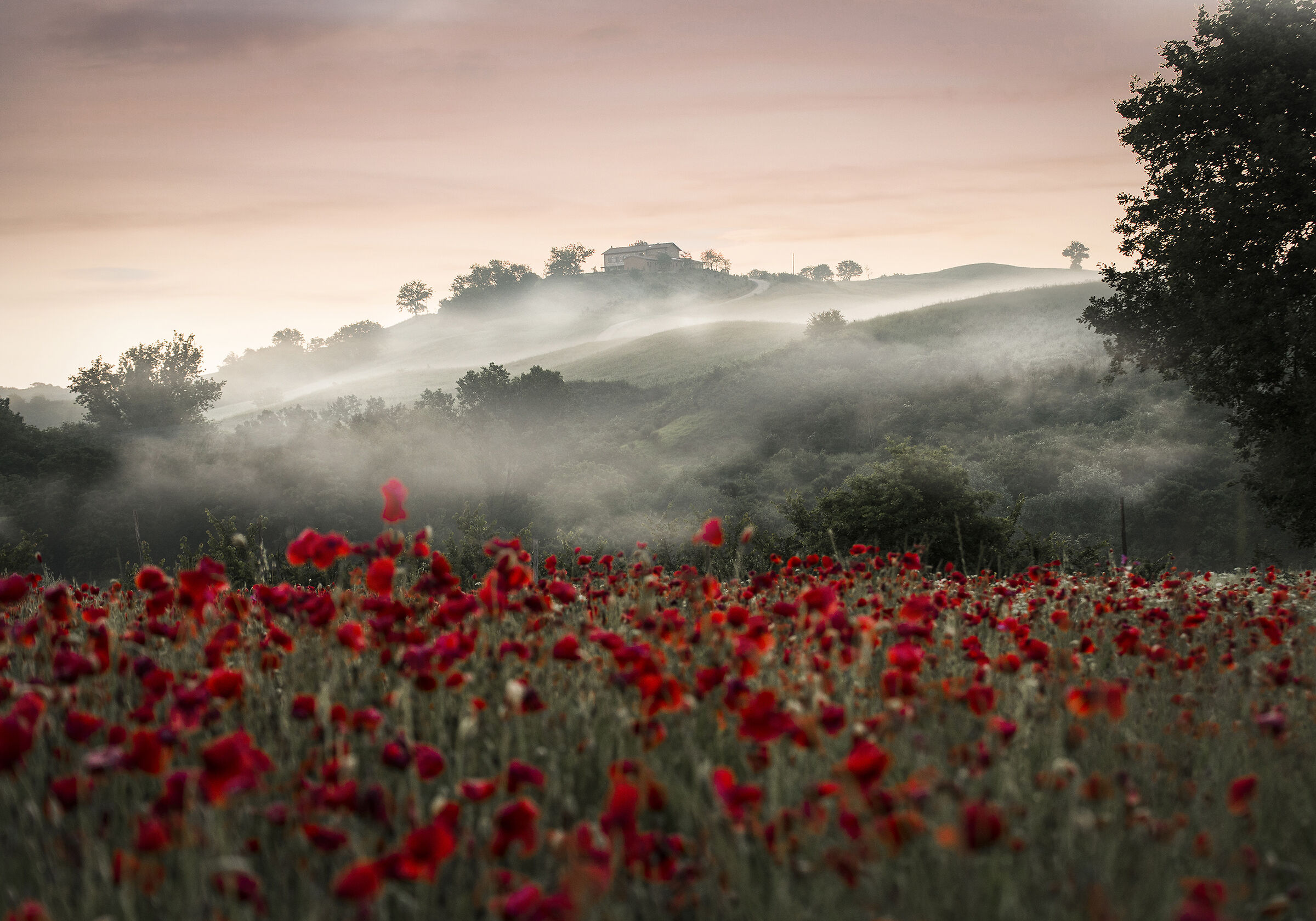 The poppies in the fog...