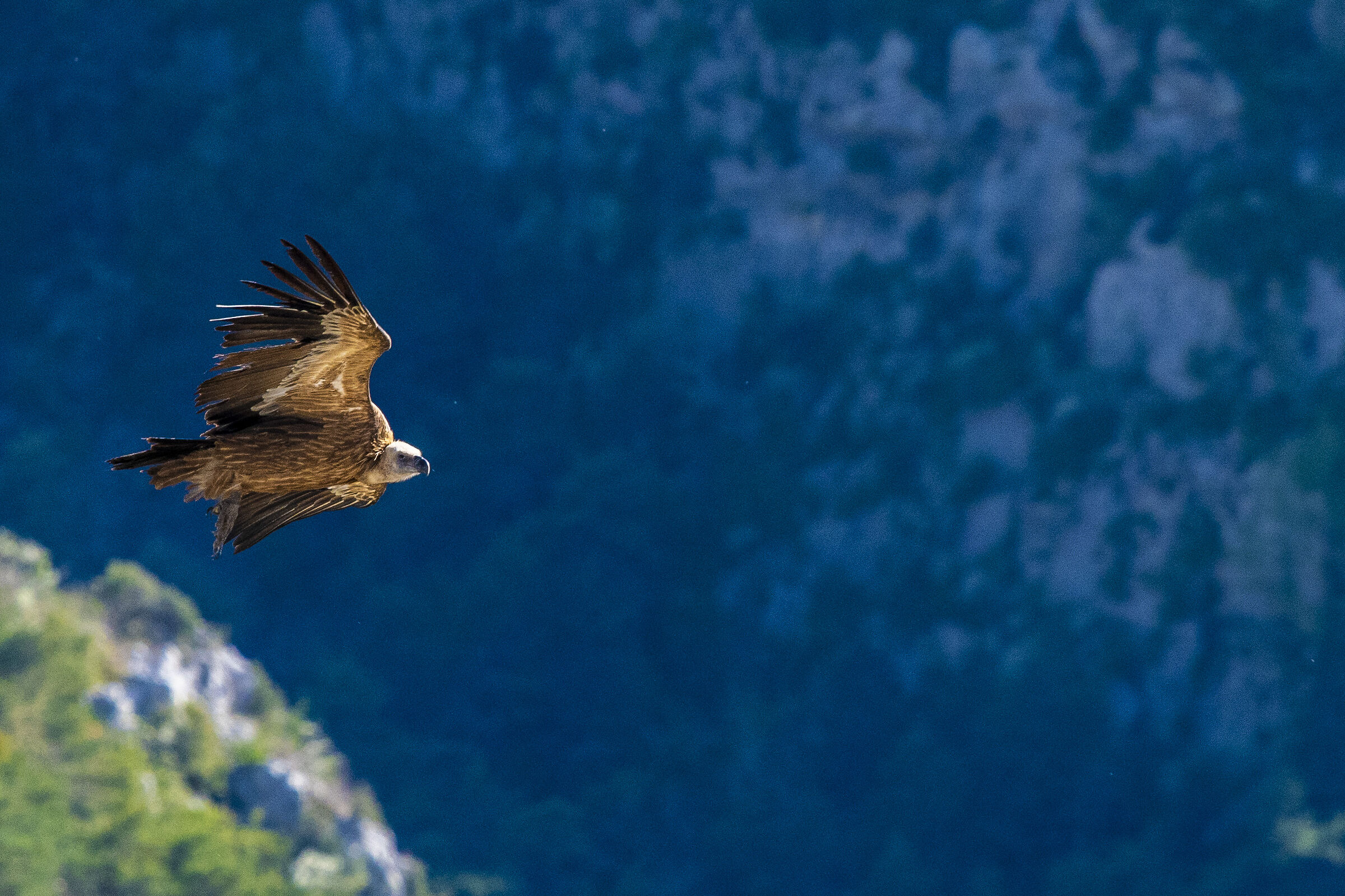 Vulture Monaco...
