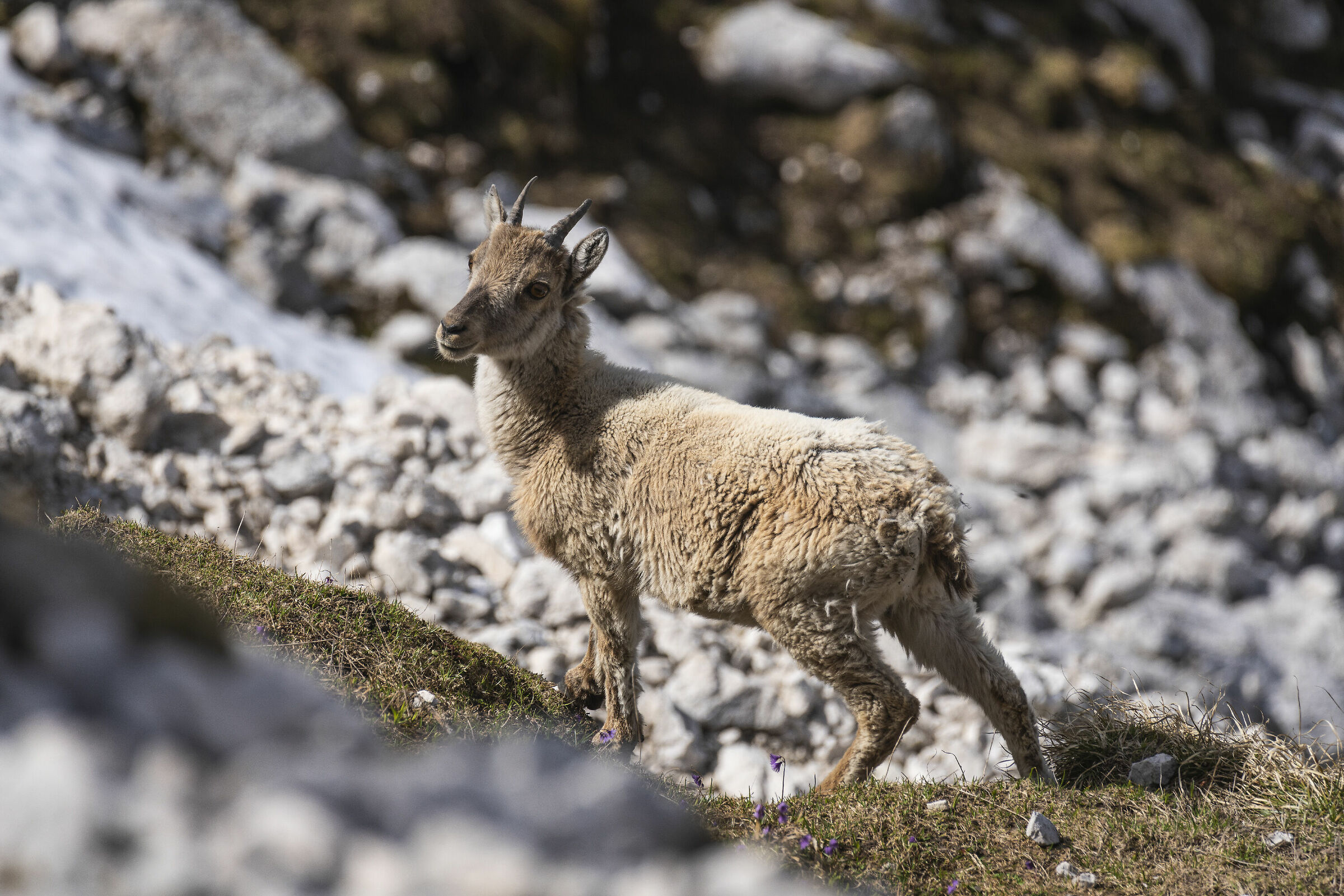 Young Ibex...