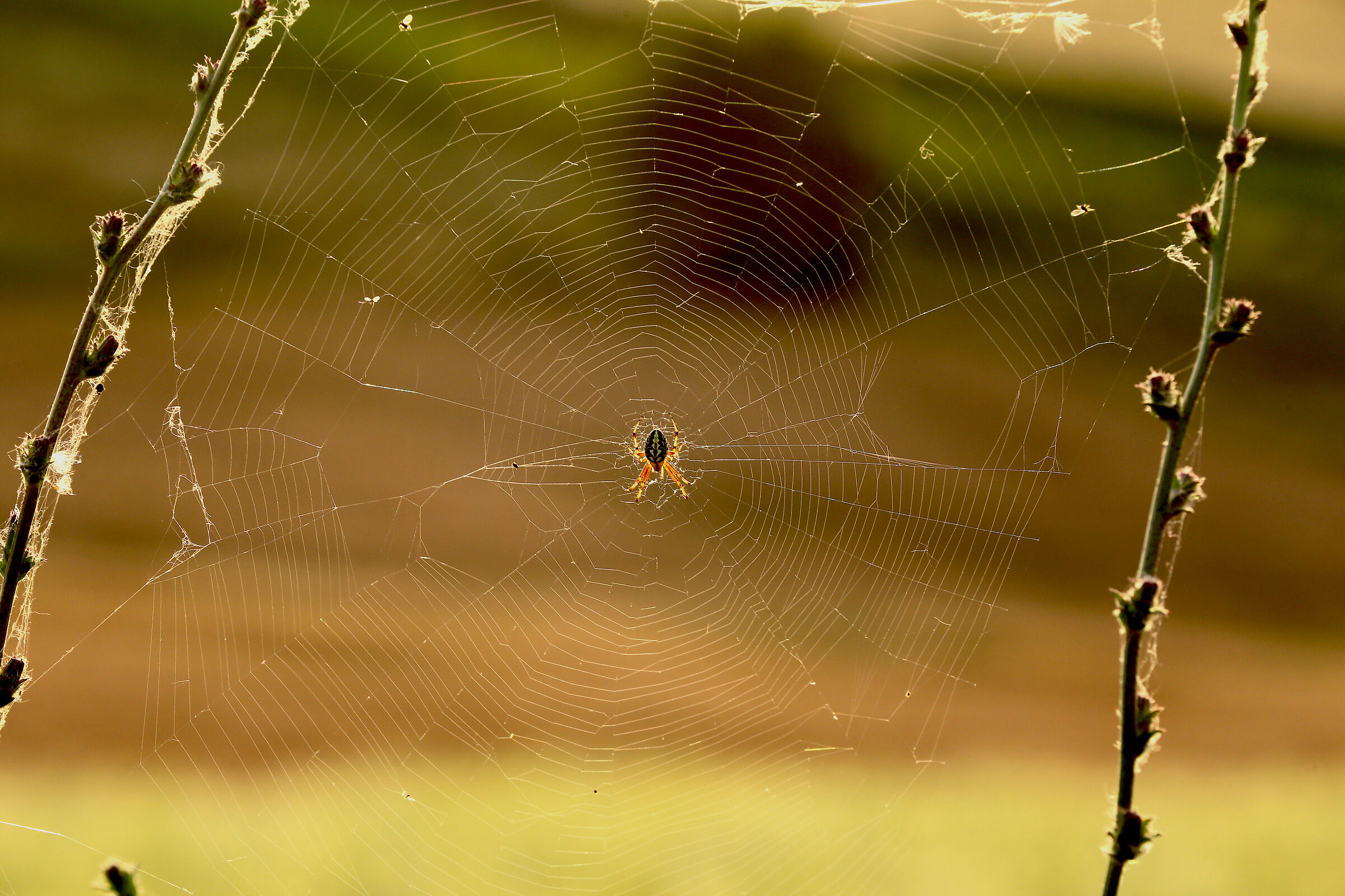 The Spider's Web...