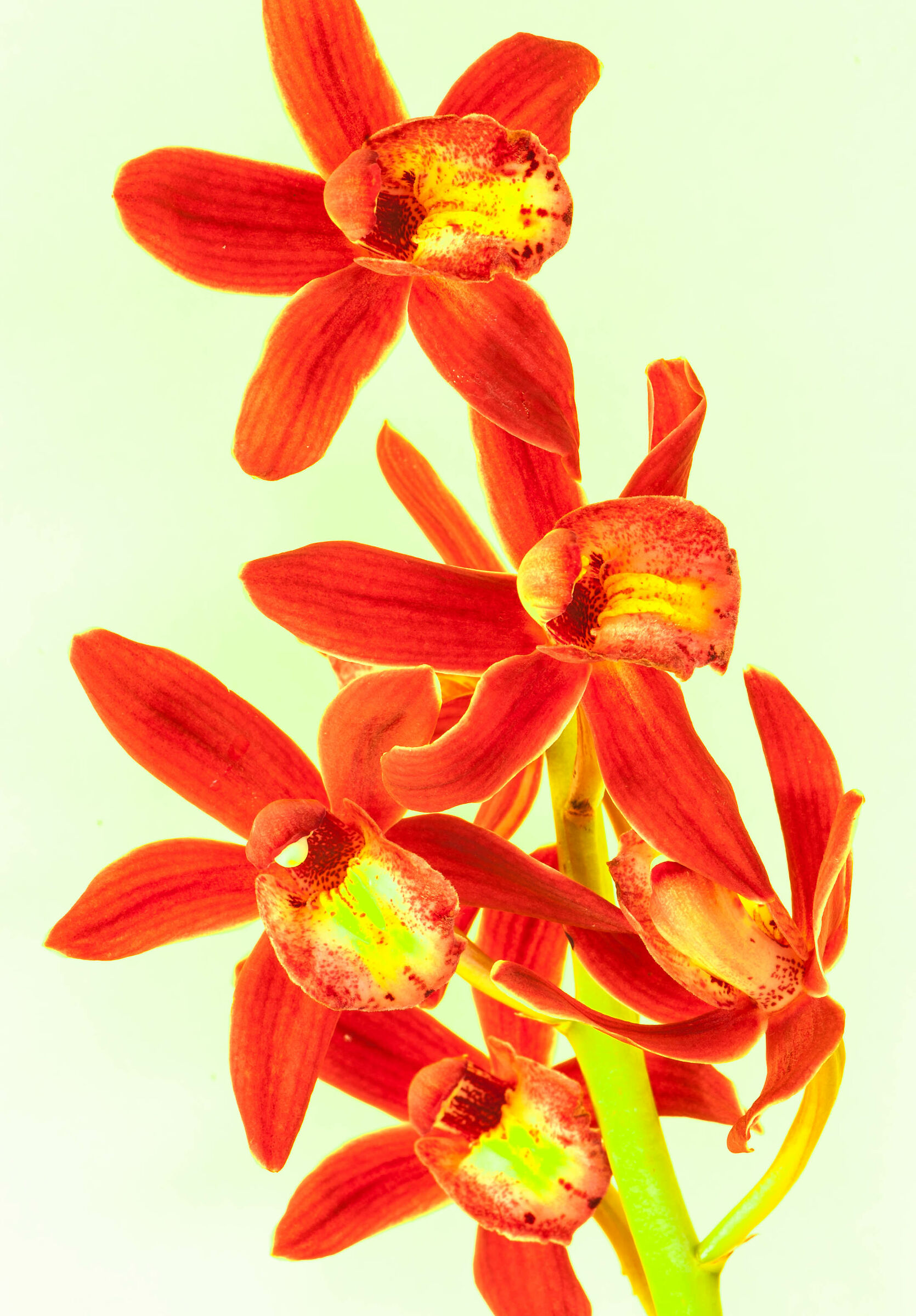 High Key: Orchidea inondata dalla luce...