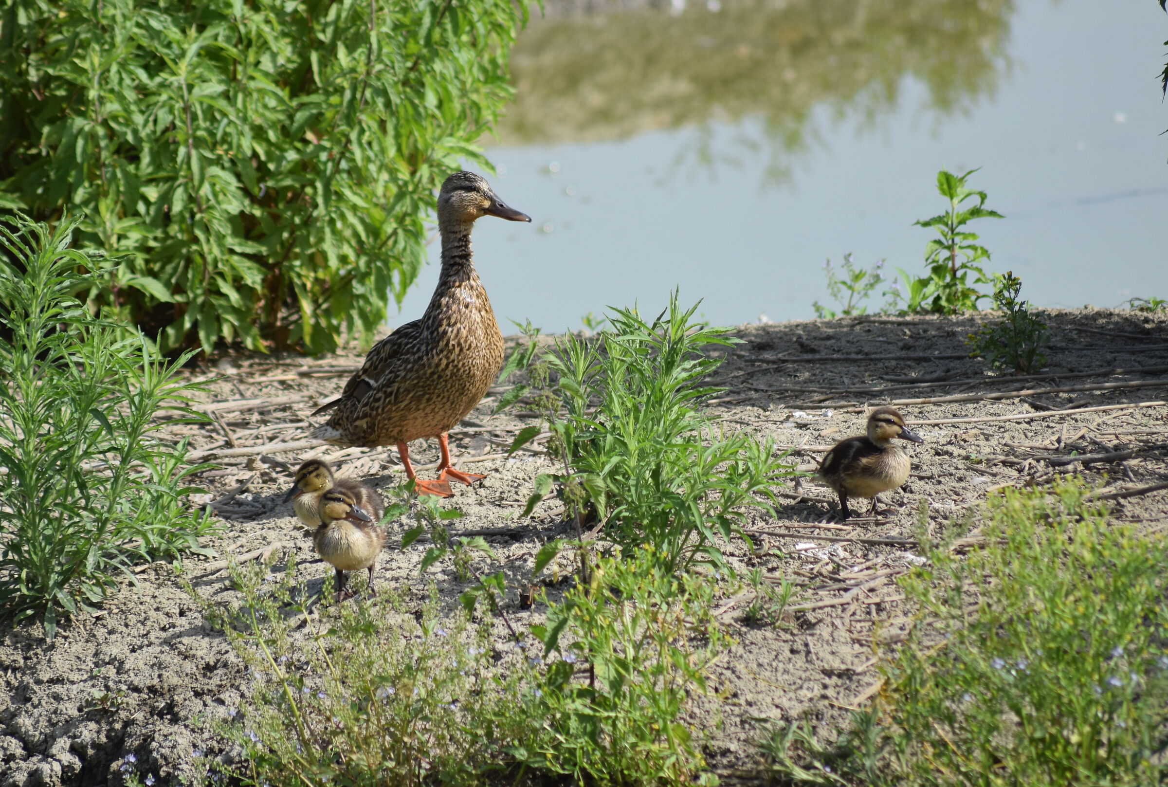 duck with offspring...