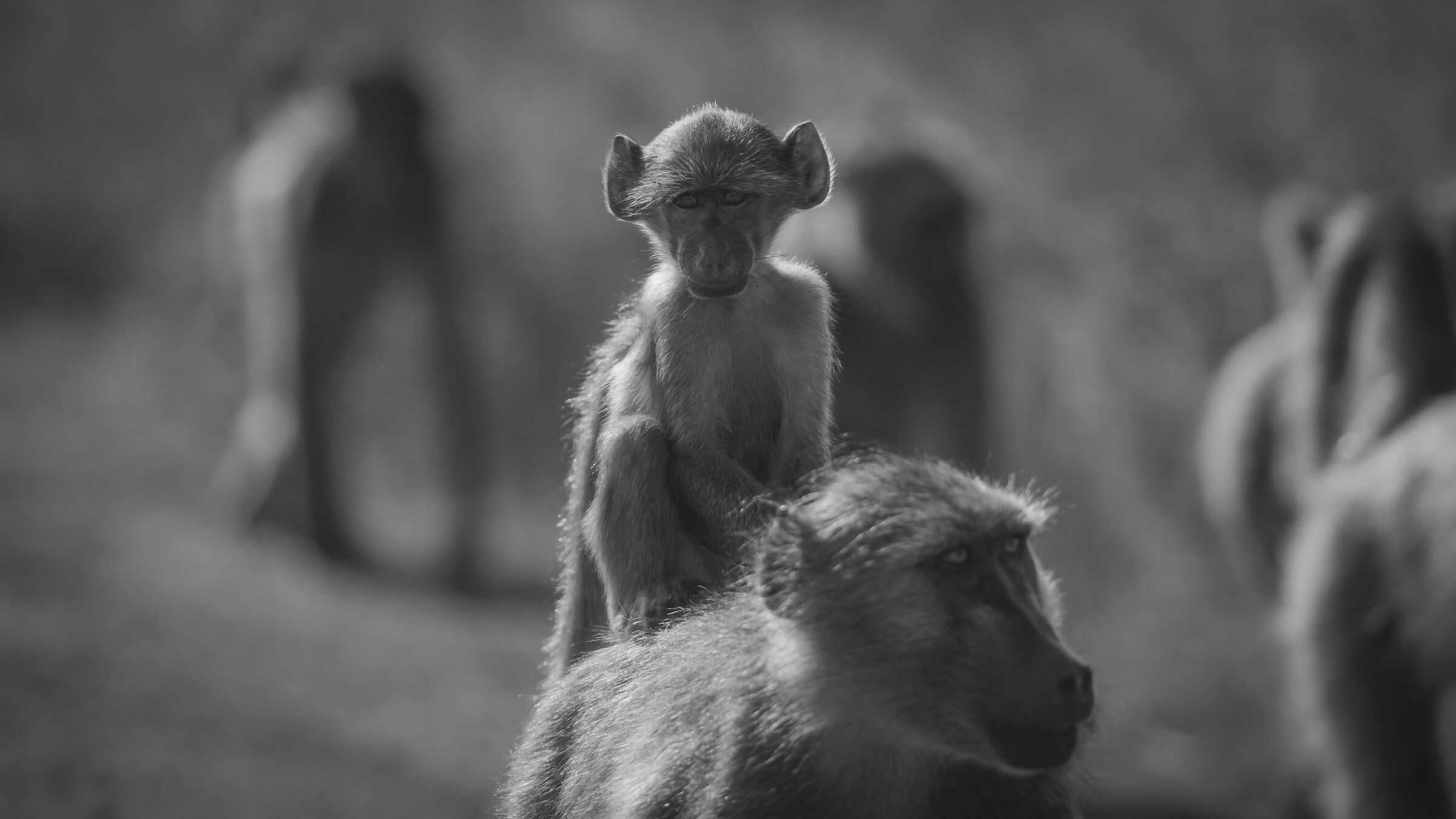 Scimmia bambino sulla schiena della madre...