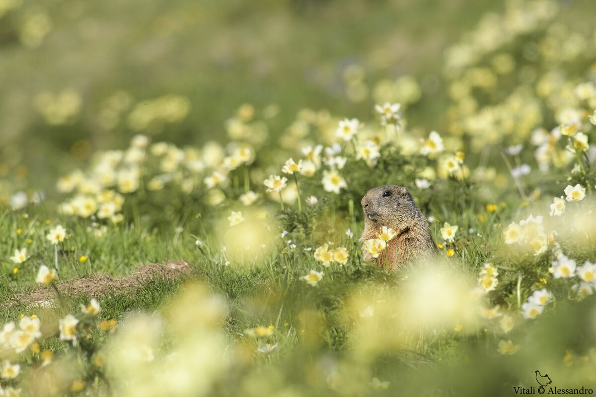 The marmot and its garden........