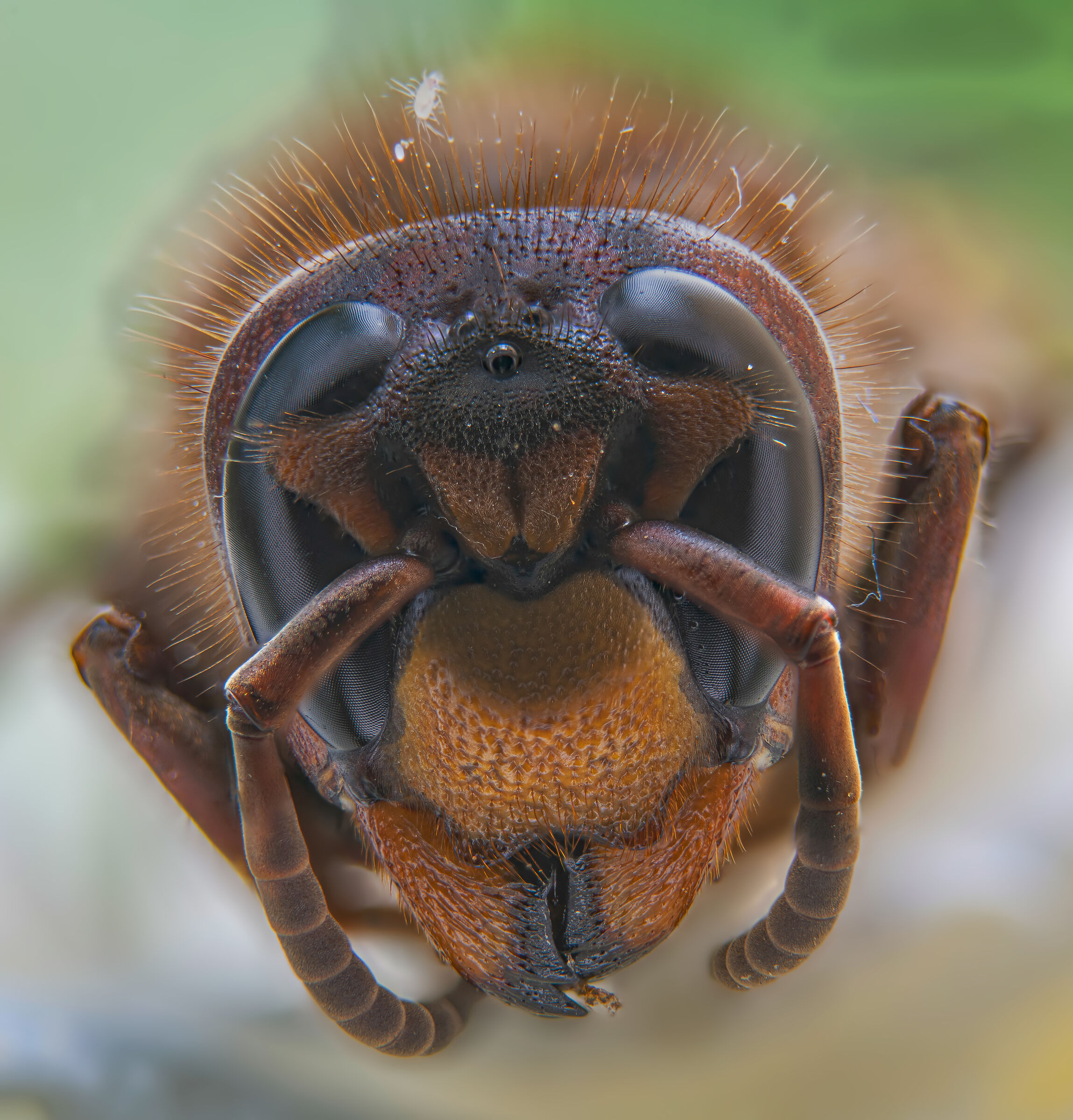 automatic focus stacking of D850-hornet...