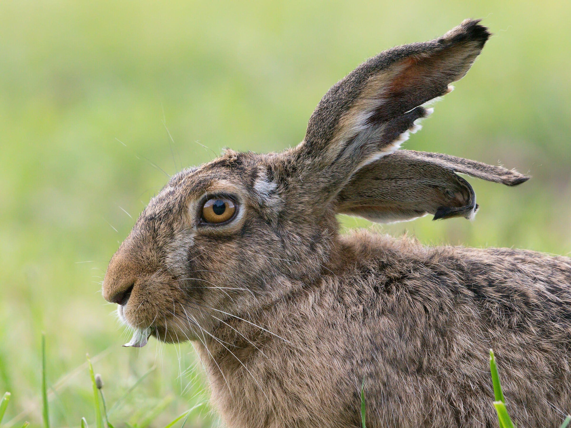 Brown hare (Lepus Europaeus)...