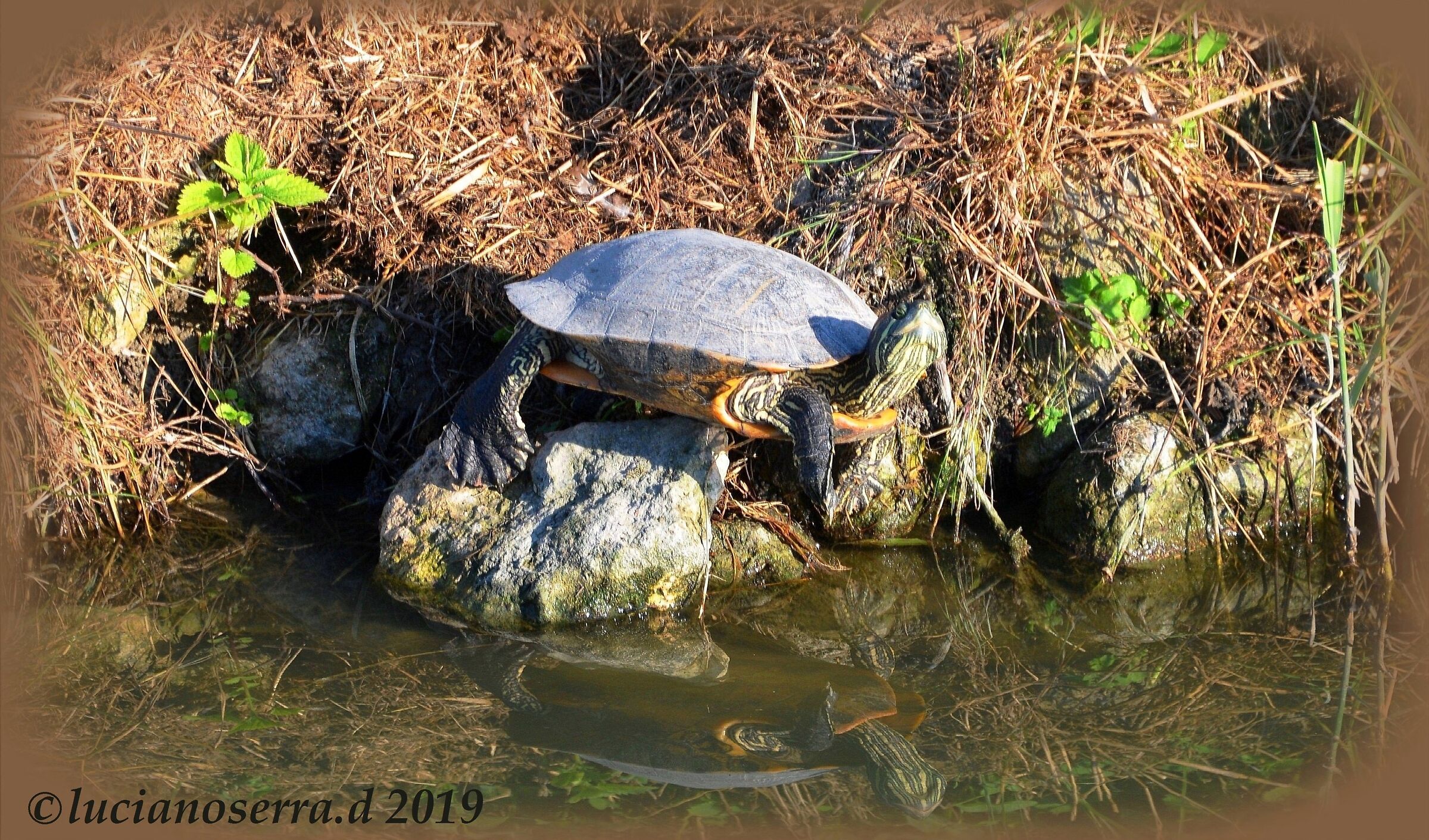 American marsh turtle... basking in the sun...