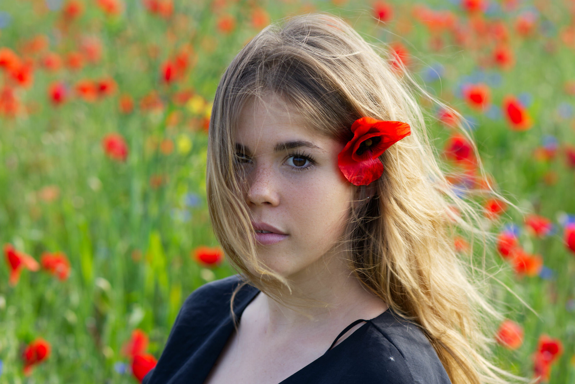 Ludi in the poppies (2/2)...