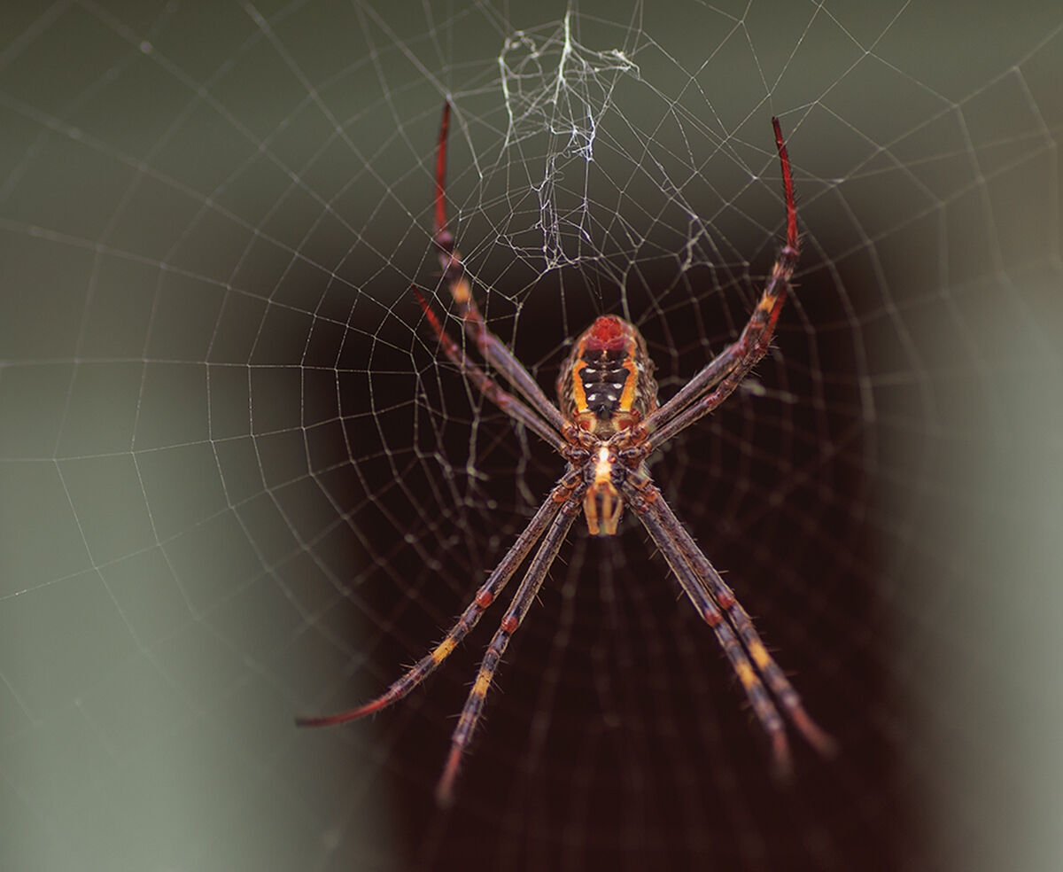 A female StAndrews Cross spider....