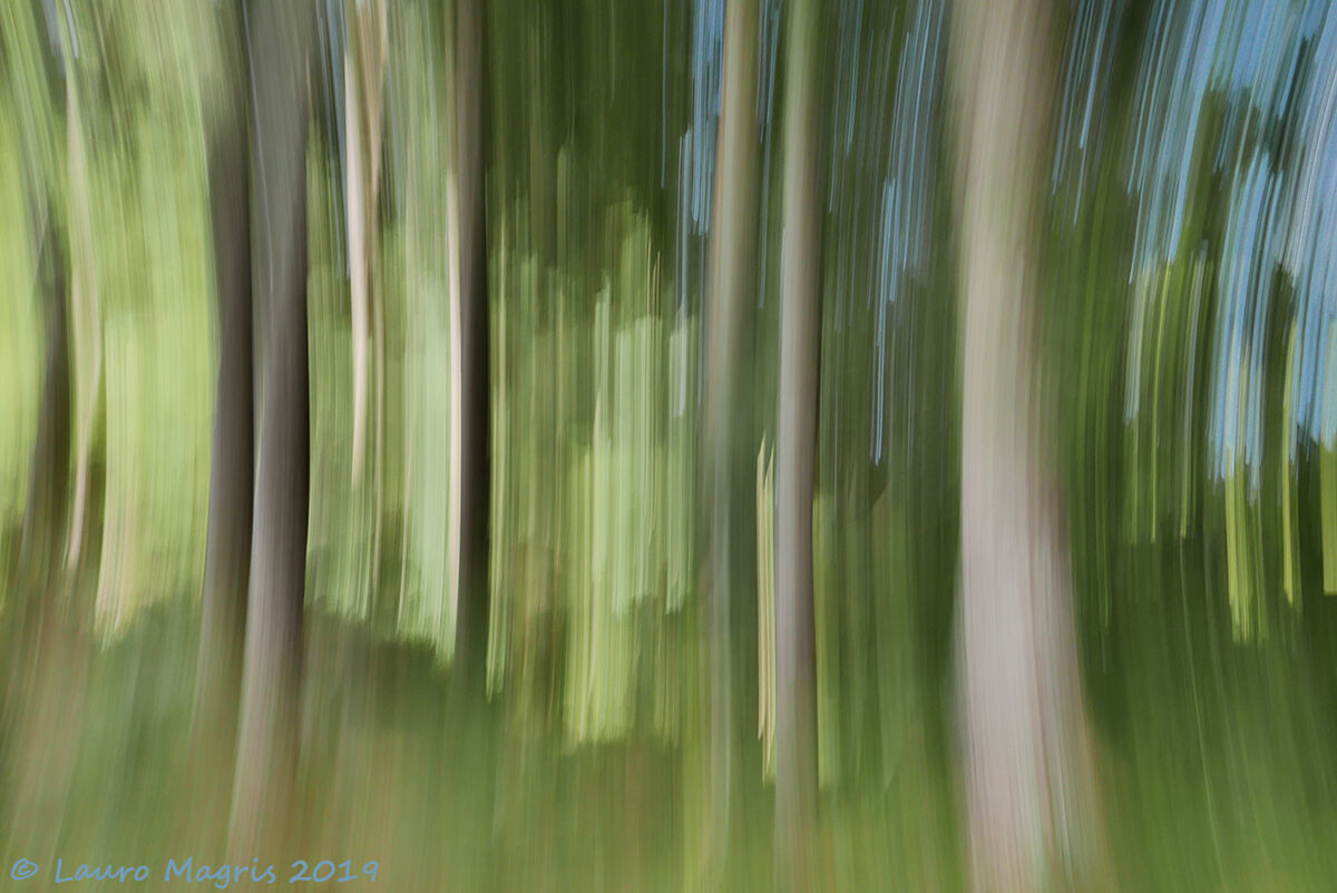 Woodland streaks...