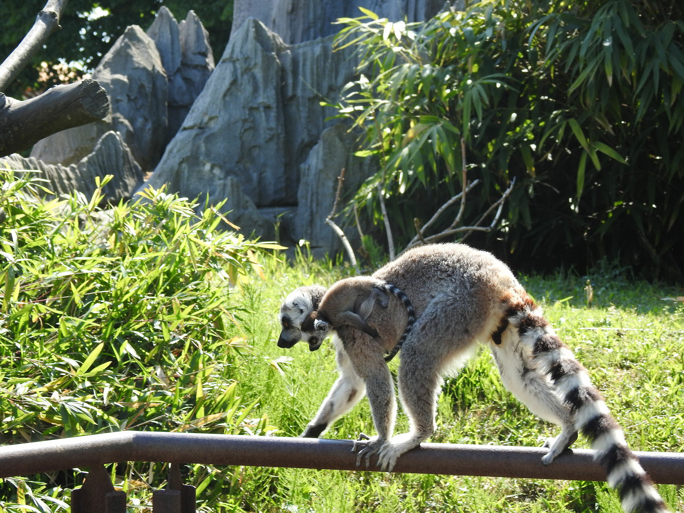 famiglia lemure (zoom bioparco -to-)...