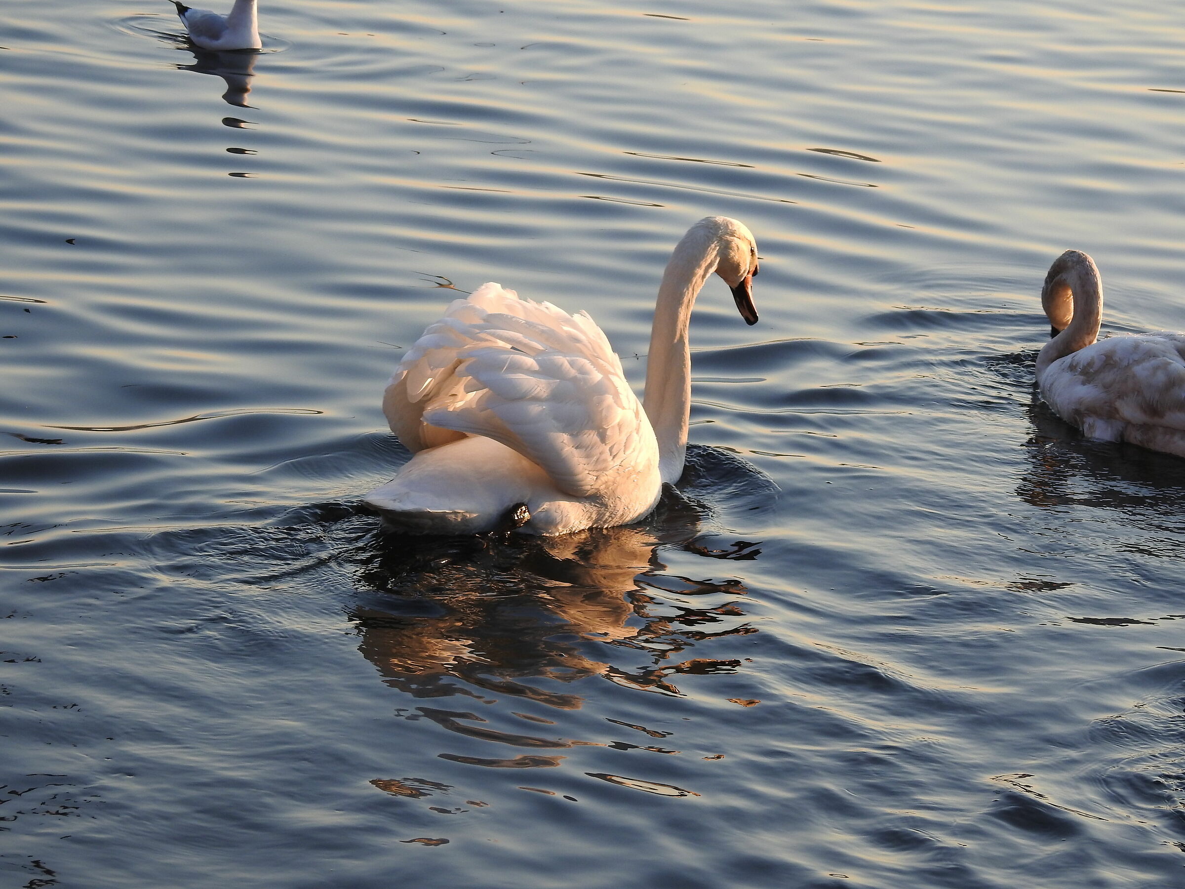 Swans (Schiranna -va-)...
