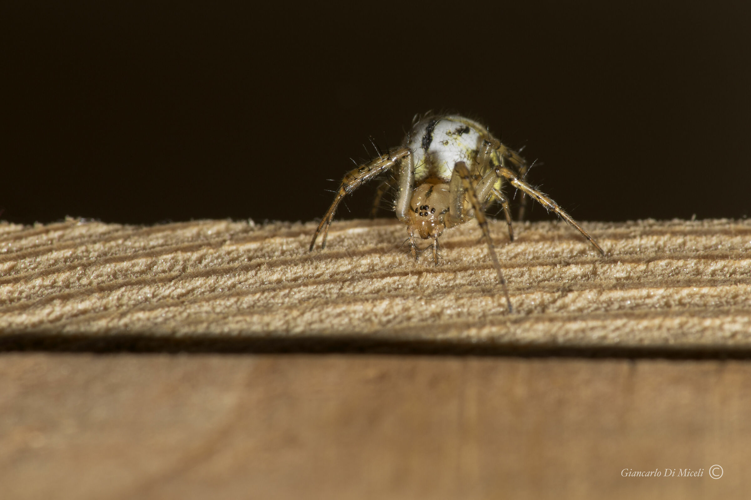  Spider- Mangora acalypha (Araneidae) ...