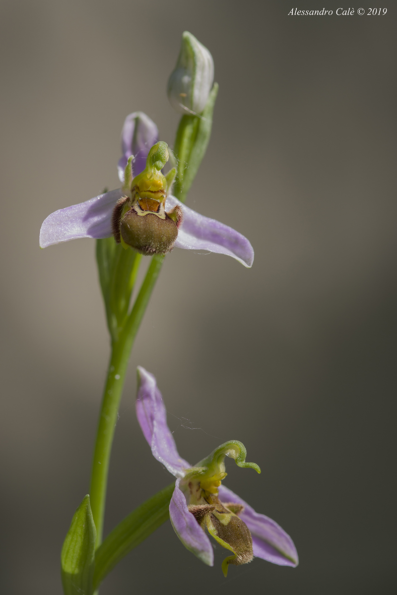 Ophrys apifera 1512...