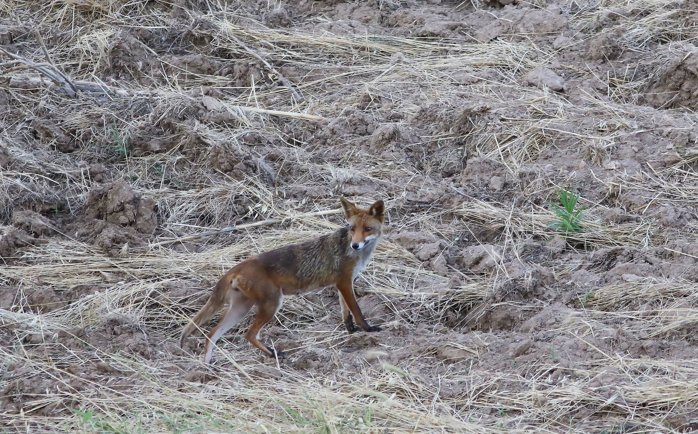 My First Fox ...