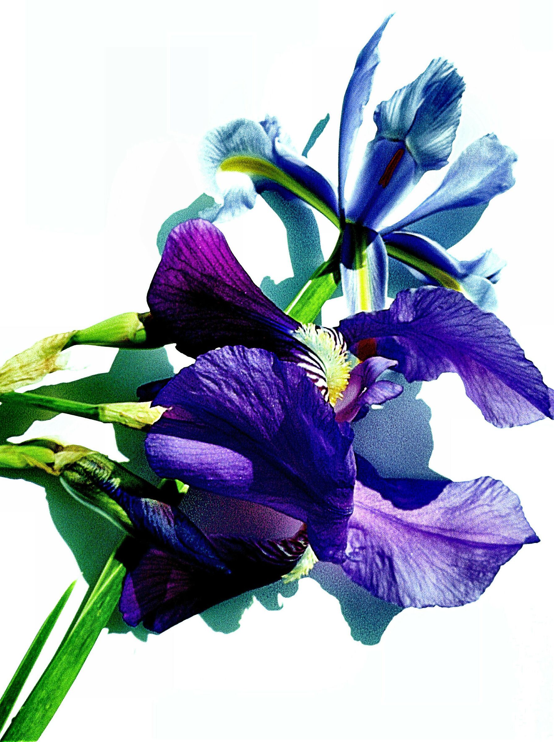  Iris Blue...