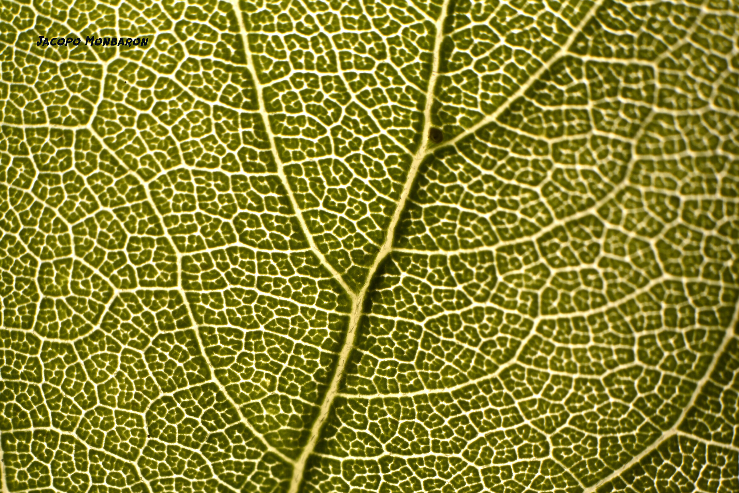 trails of a leaf ...