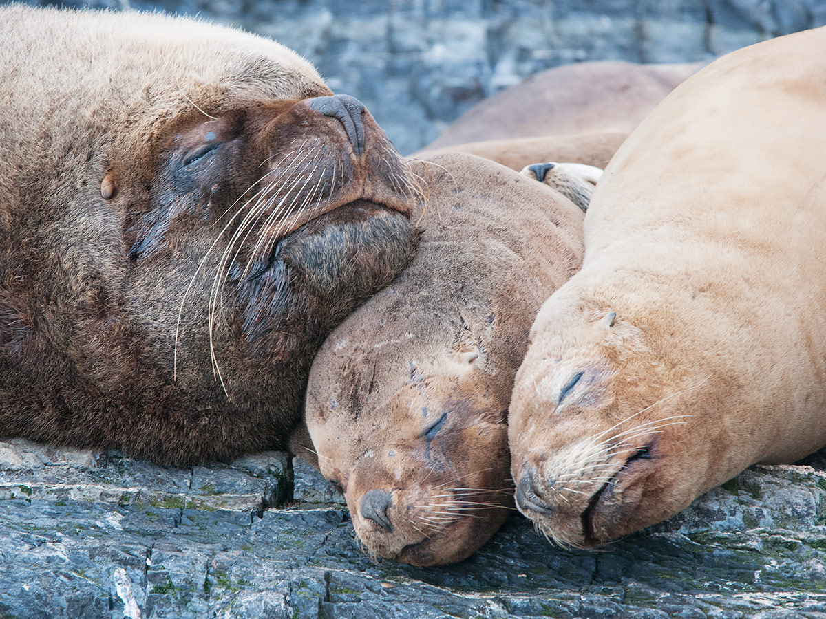 Sea lions in relaxation...