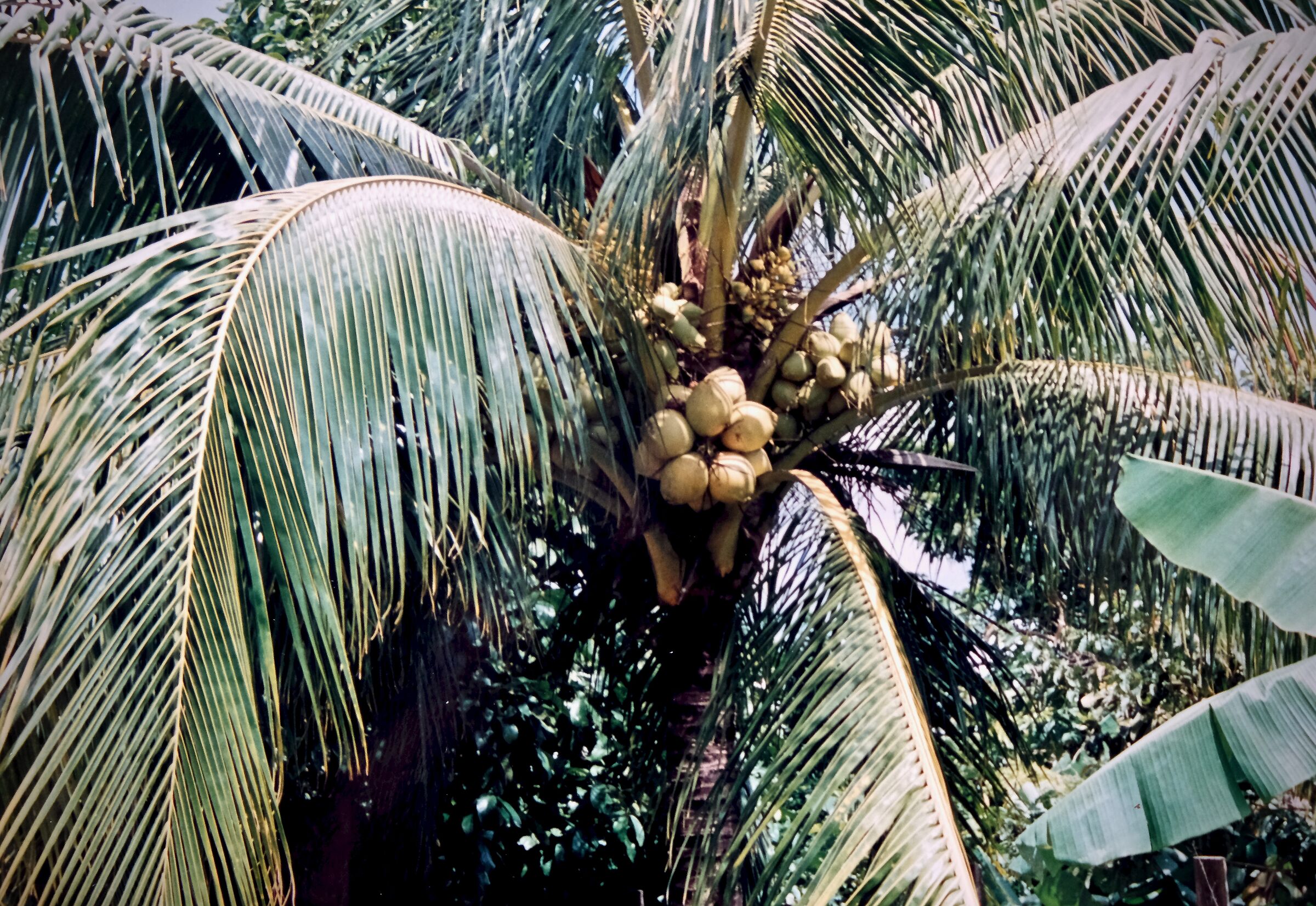 Coconut palm ...